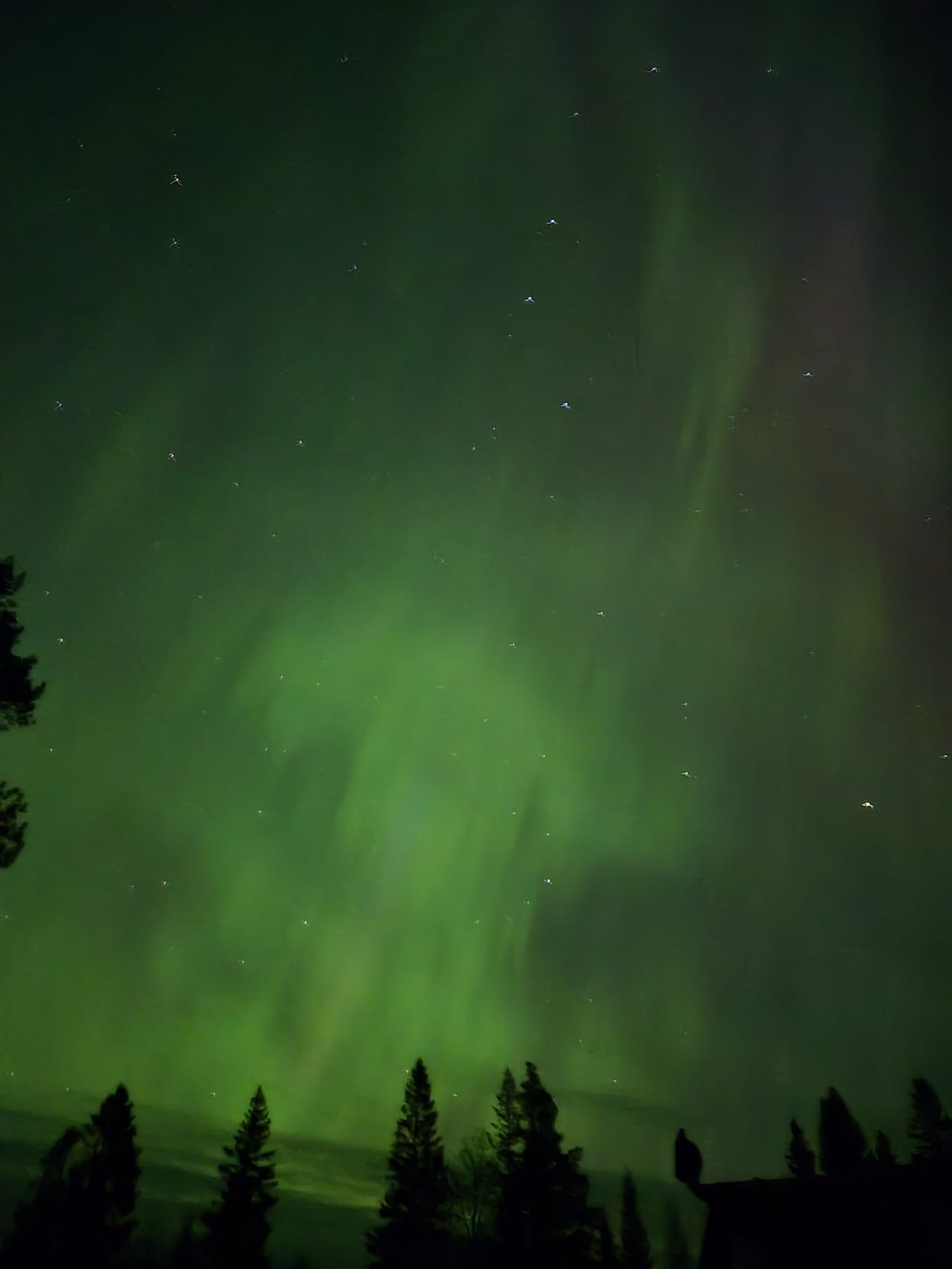 Skogsidyll i Jämtland - natur, lugn – bild 15 av 17