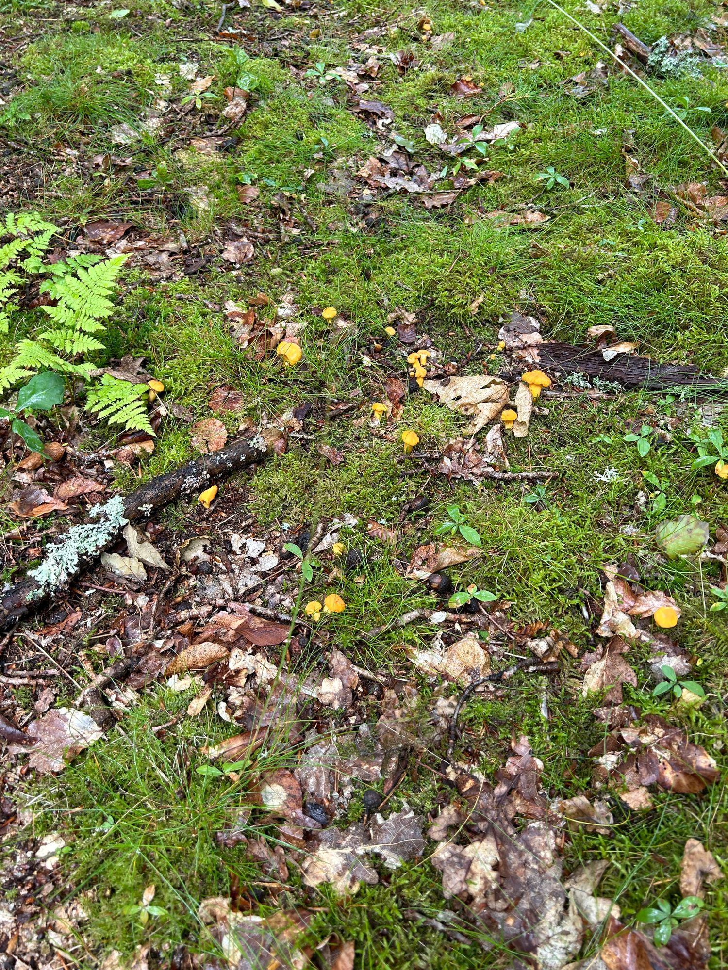 Nyrenoverad stuga mitt skogen, vid Brösarps backar – bild 24 av 24