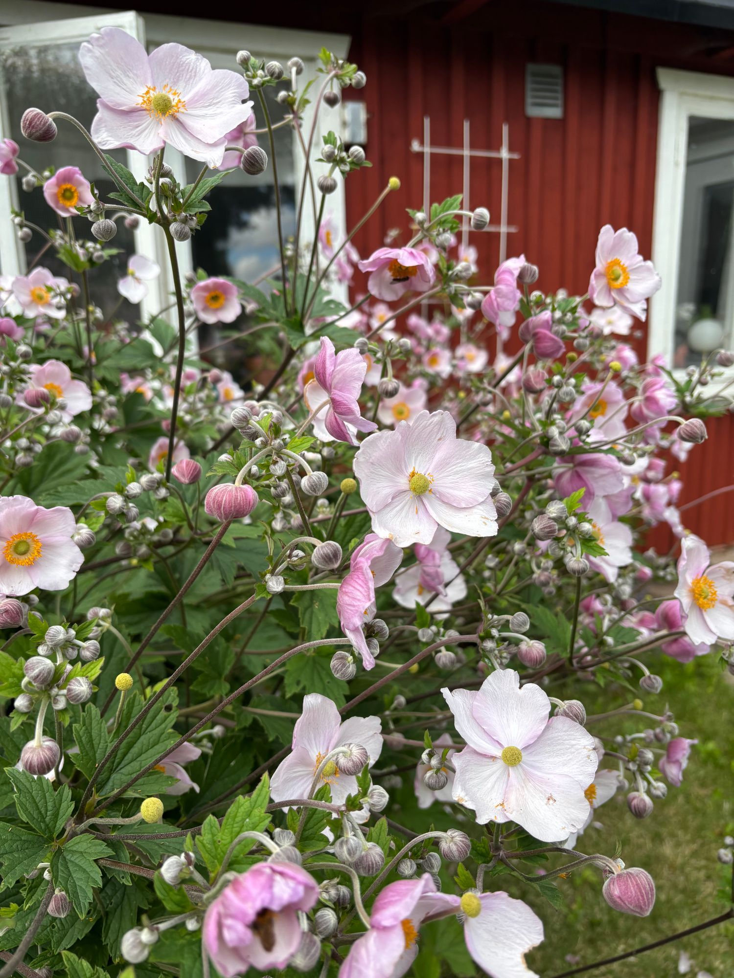 Mysig stuga lantligt och fridfullt läge – bild 19 av 23