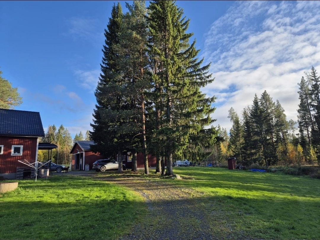 Skogsidyll i Jämtland - natur, lugn – bild 11 av 17