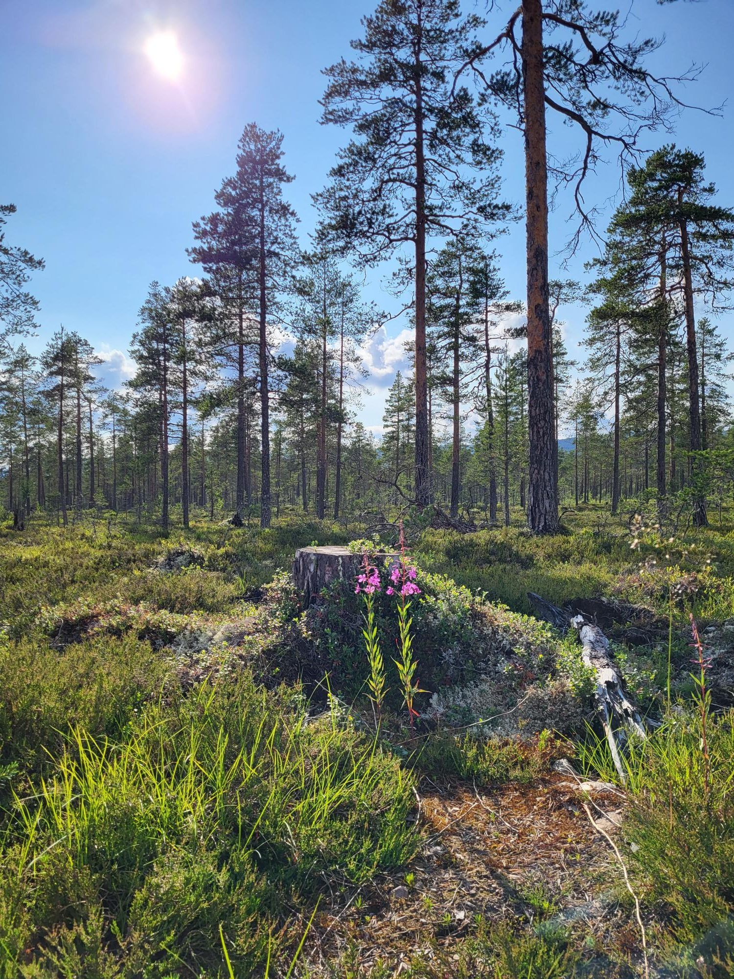 Nybyggd fjällstuga i Sälenområdet - Gräsheden – bild 21 av 24