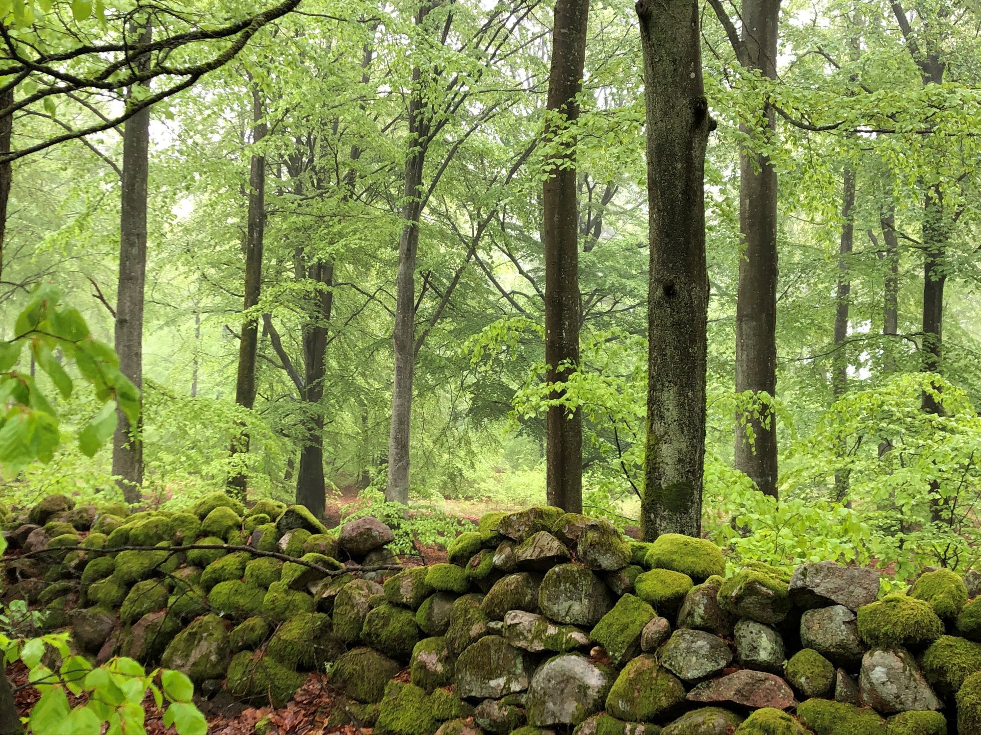 Nyrenoverad stuga mitt skogen, vid Brösarps backar – bild 19 av 24