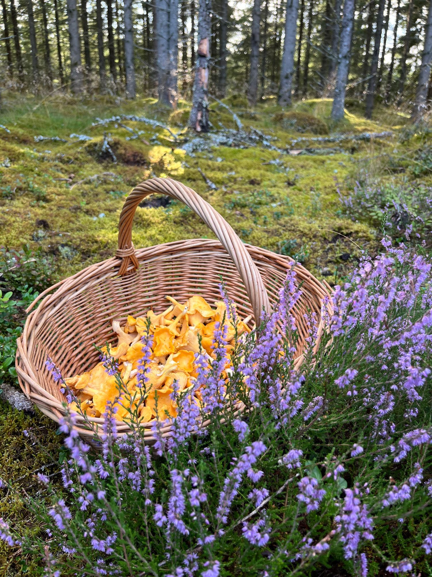 Sjötomt med brygga och båt – bild 21 av 24