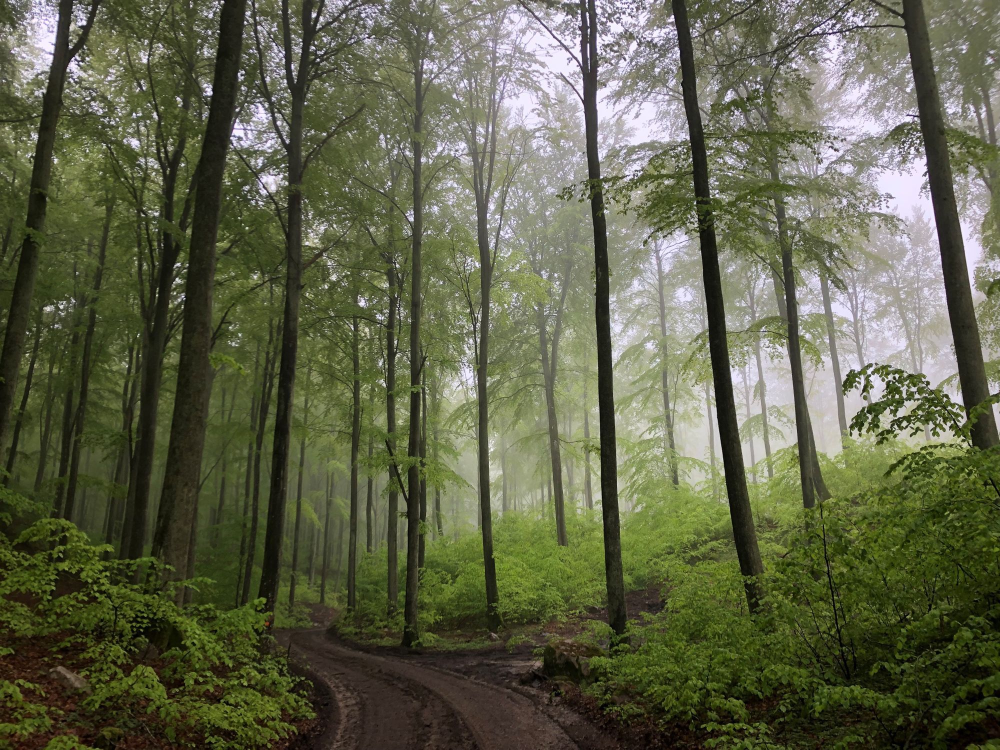 Nyrenoverad stuga mitt skogen, vid Brösarps backar – bild 20 av 24