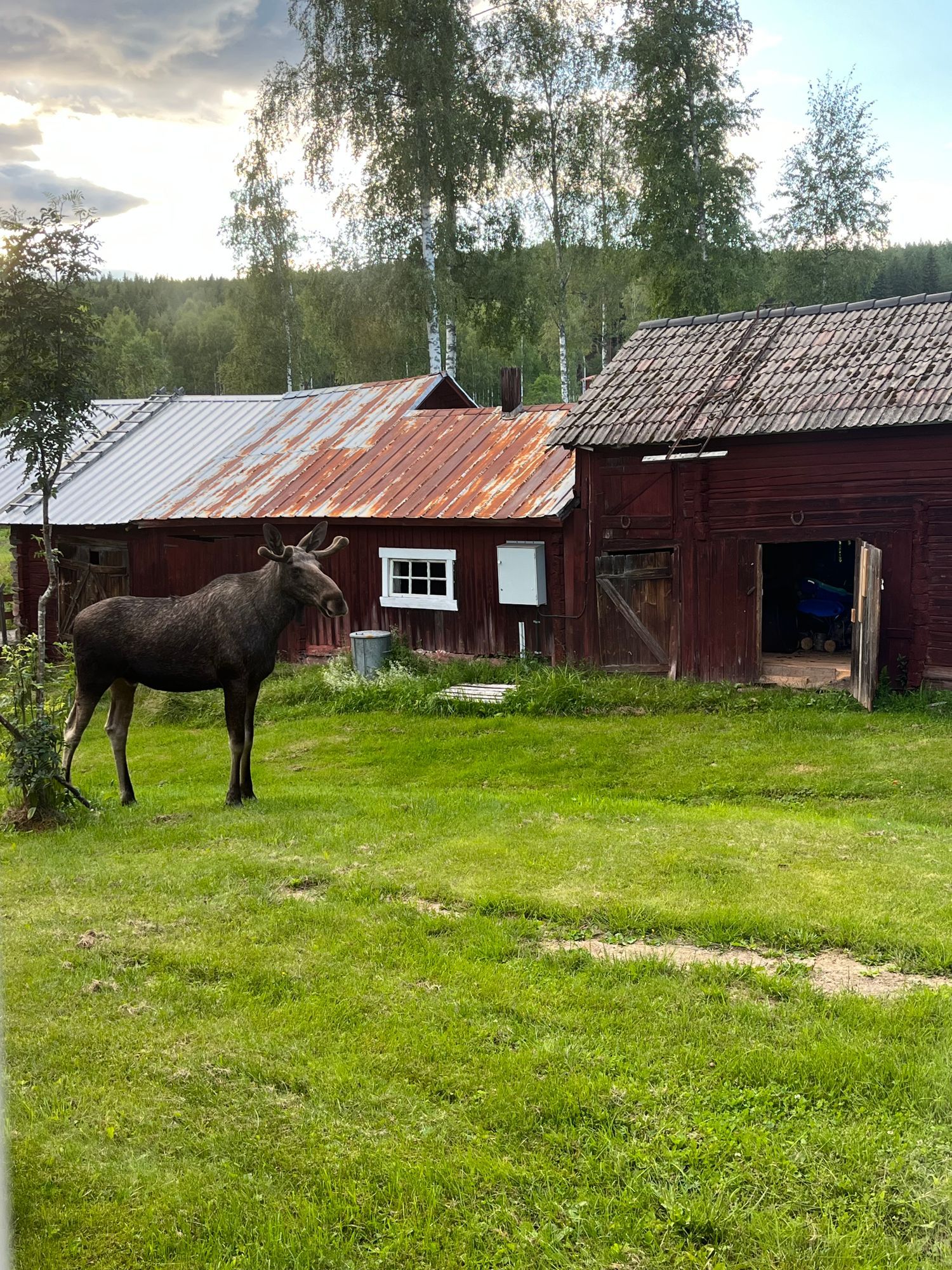 Mysig stuga nära Torsby – bild 22 av 24