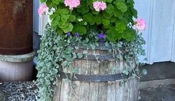 Bed & Breakfast på Käringön