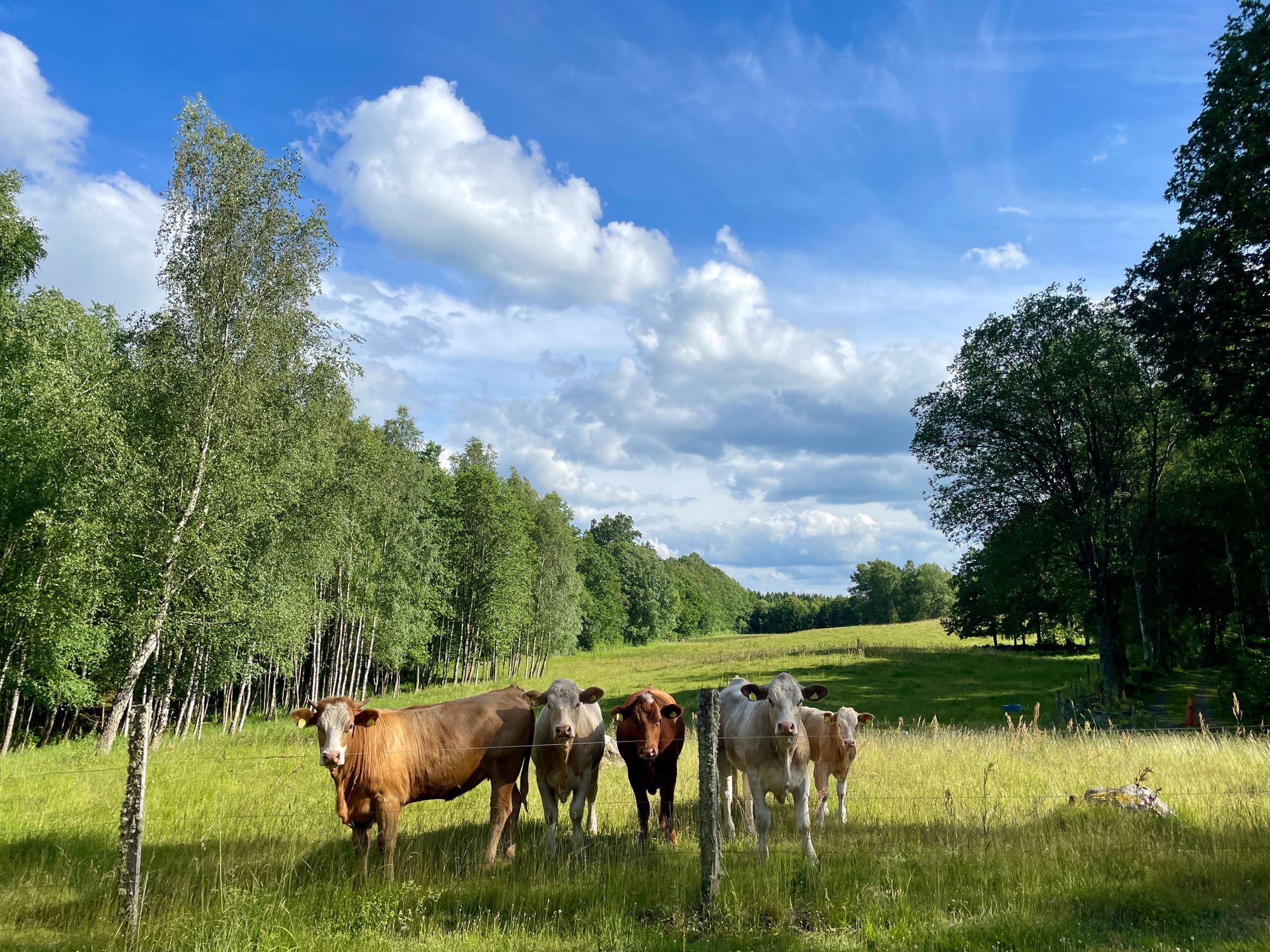 Mysig stuga vid Broby - nära sjö & utsikt över äng – bild 4 av 24
