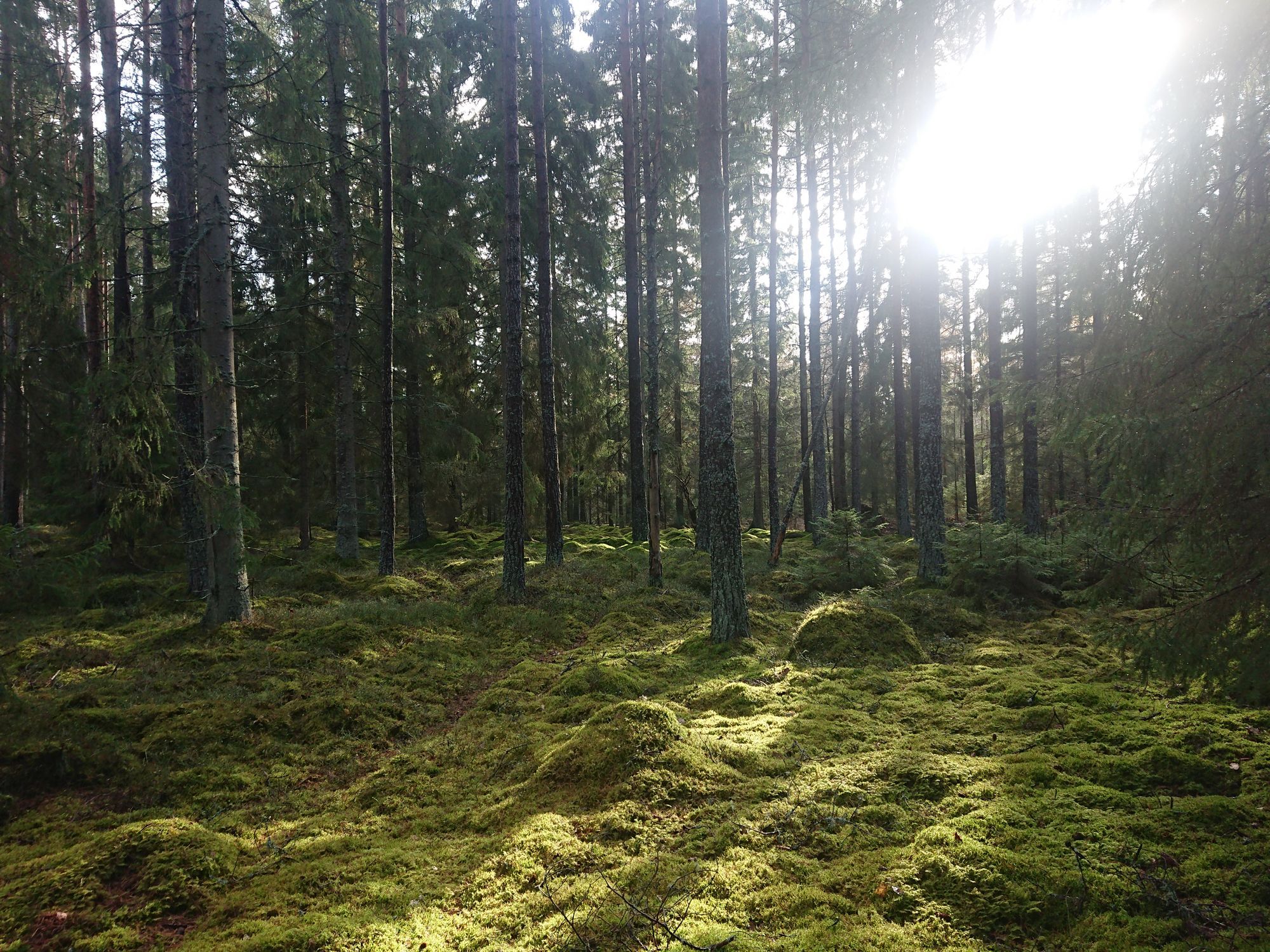 Rogivande boende i 1800-talsmiljö – bild 24 av 24