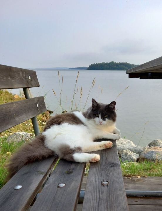 Stuga vid havet, skyddat läge, bastu o egen brygga – bild 6 av 24