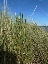 Stuga på stranden i Herta på Sydöstra Gotland