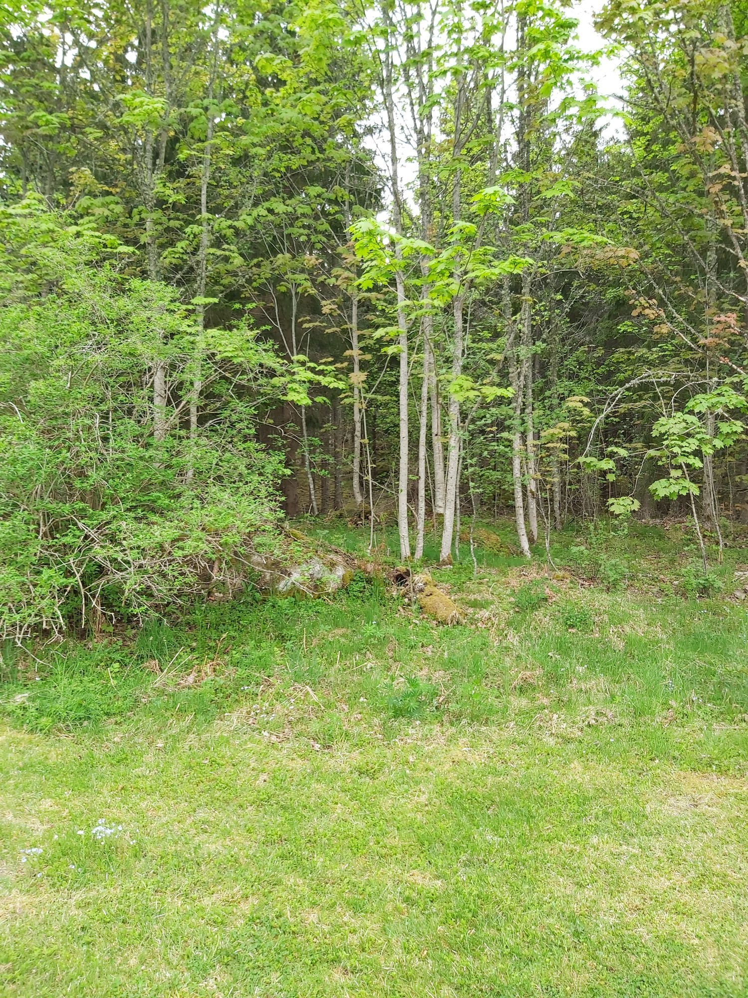 Skogsgläntan – bild 10 av 10