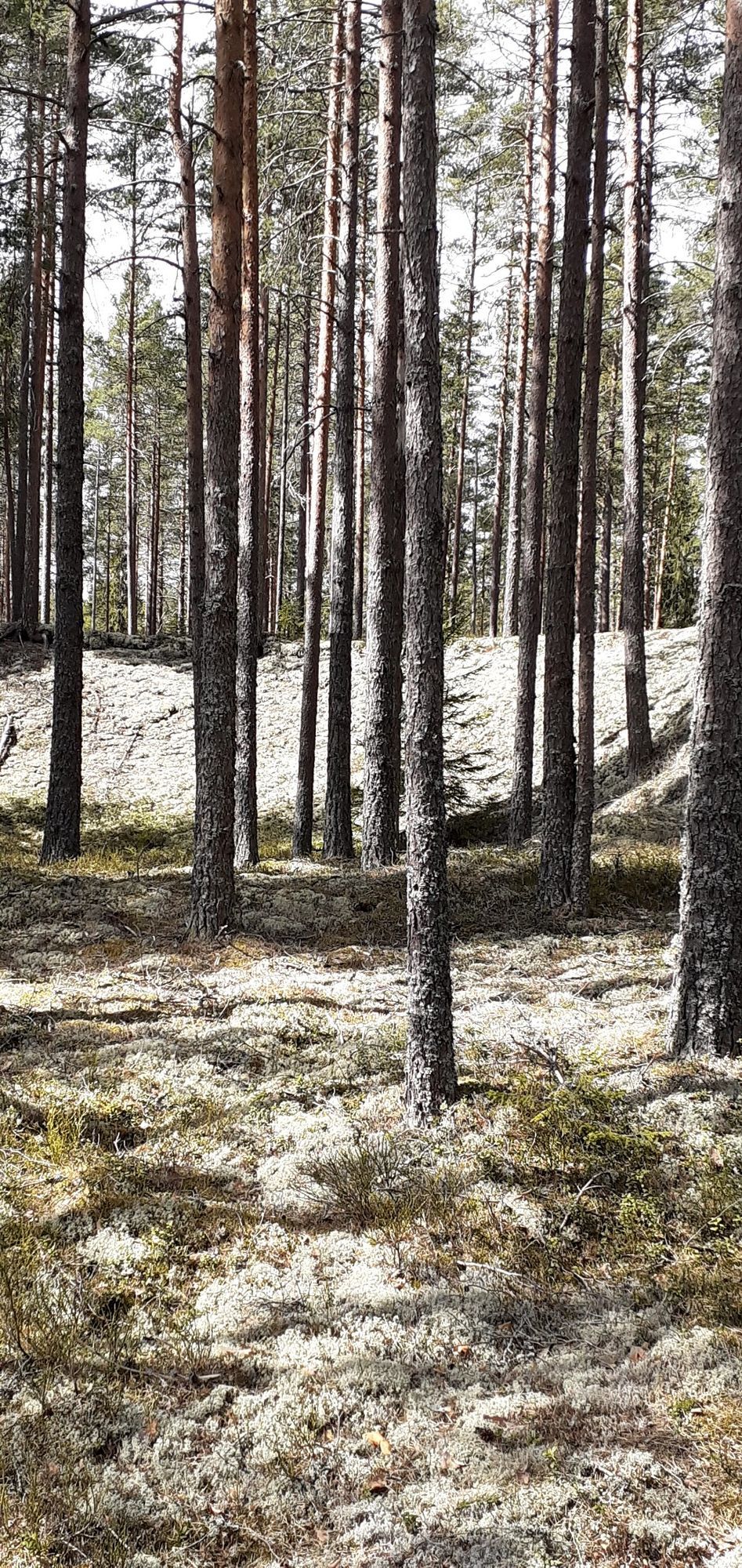 Enkel sommarstuga – bild 3 av 3