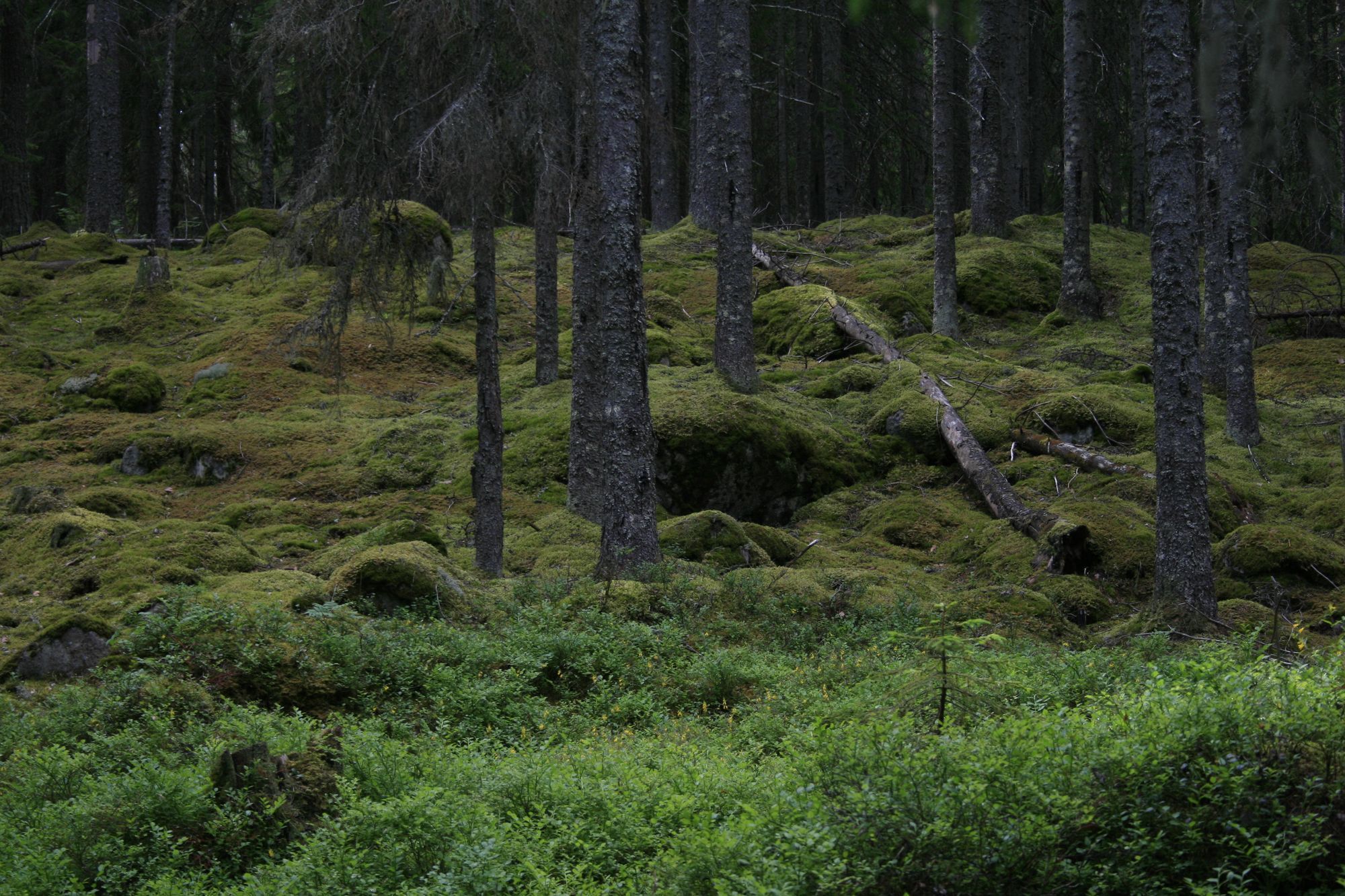 Sjötomt, roddbåt & bastu i lantlig skogsmiljö. – bild 20 av 24