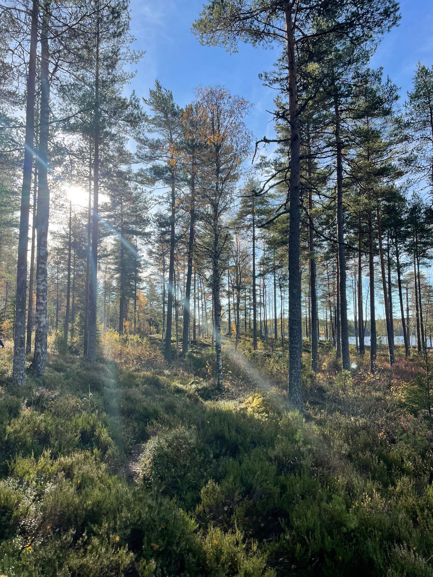 Mysig stuga i skogen nära fiske och natur! – bild 11 av 14