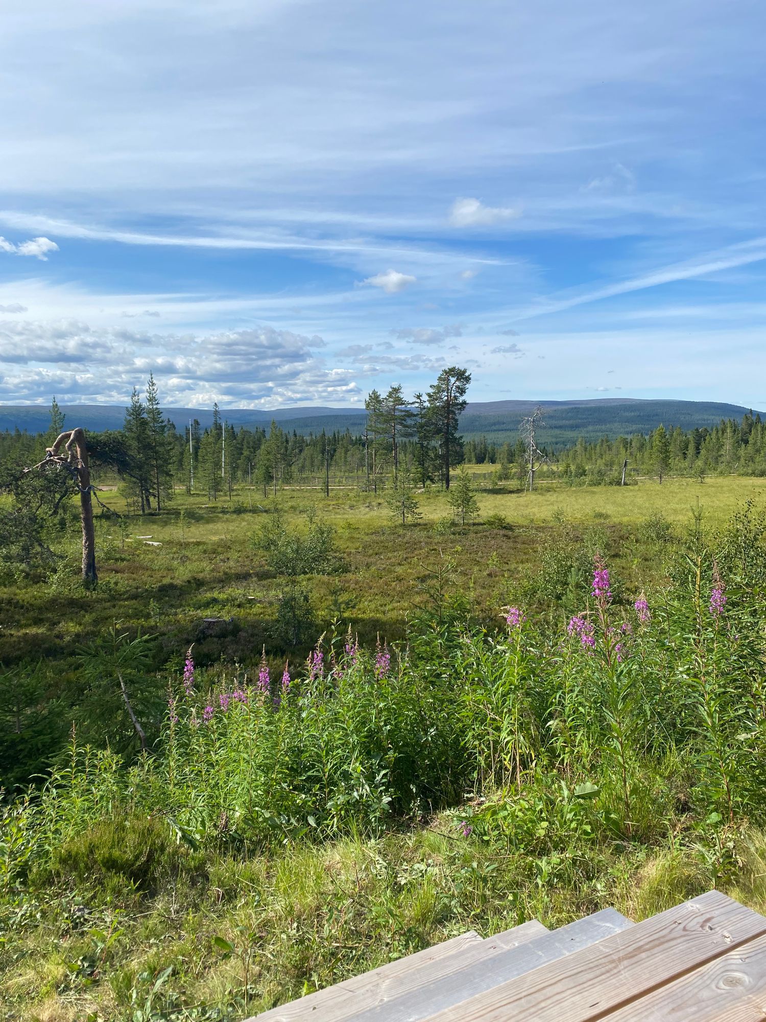 Näsfjället, Sälenfjällen – bild 12 av 20