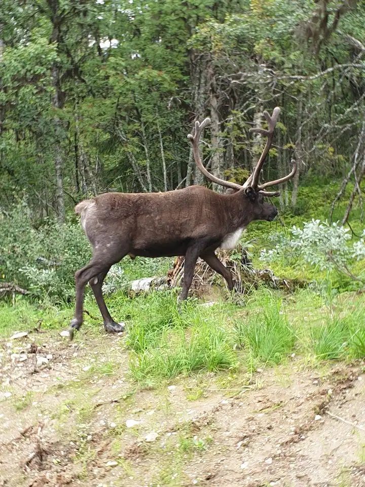 Stuga i vemdalsskalet med 11 bäddar #26648 – bild 10 av 24