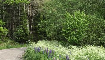 Mysig stuga på landet, 4-6 bäddar, hund välkommen