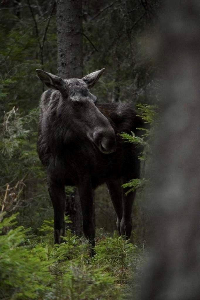 Semesterhus i avskilt läge med motorbåt badtunna – bild 19 av 19
