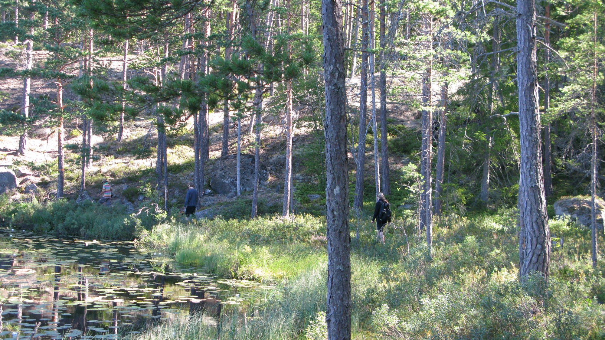 Lilla Rödjorna nära Tivedens National Park – bild 22 av 23