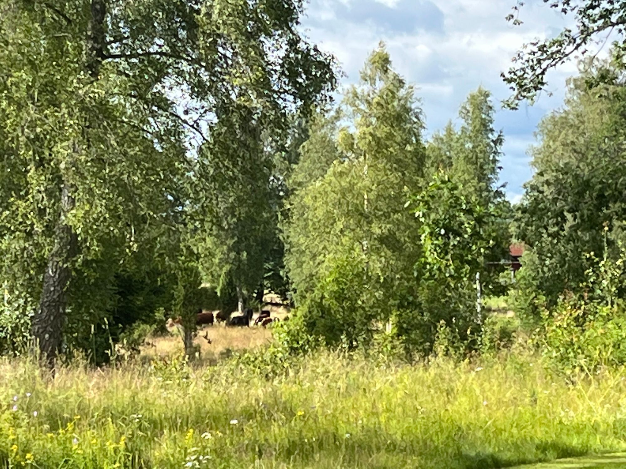 Mysig stuga med bra bad och fiske – bild 21 av 24