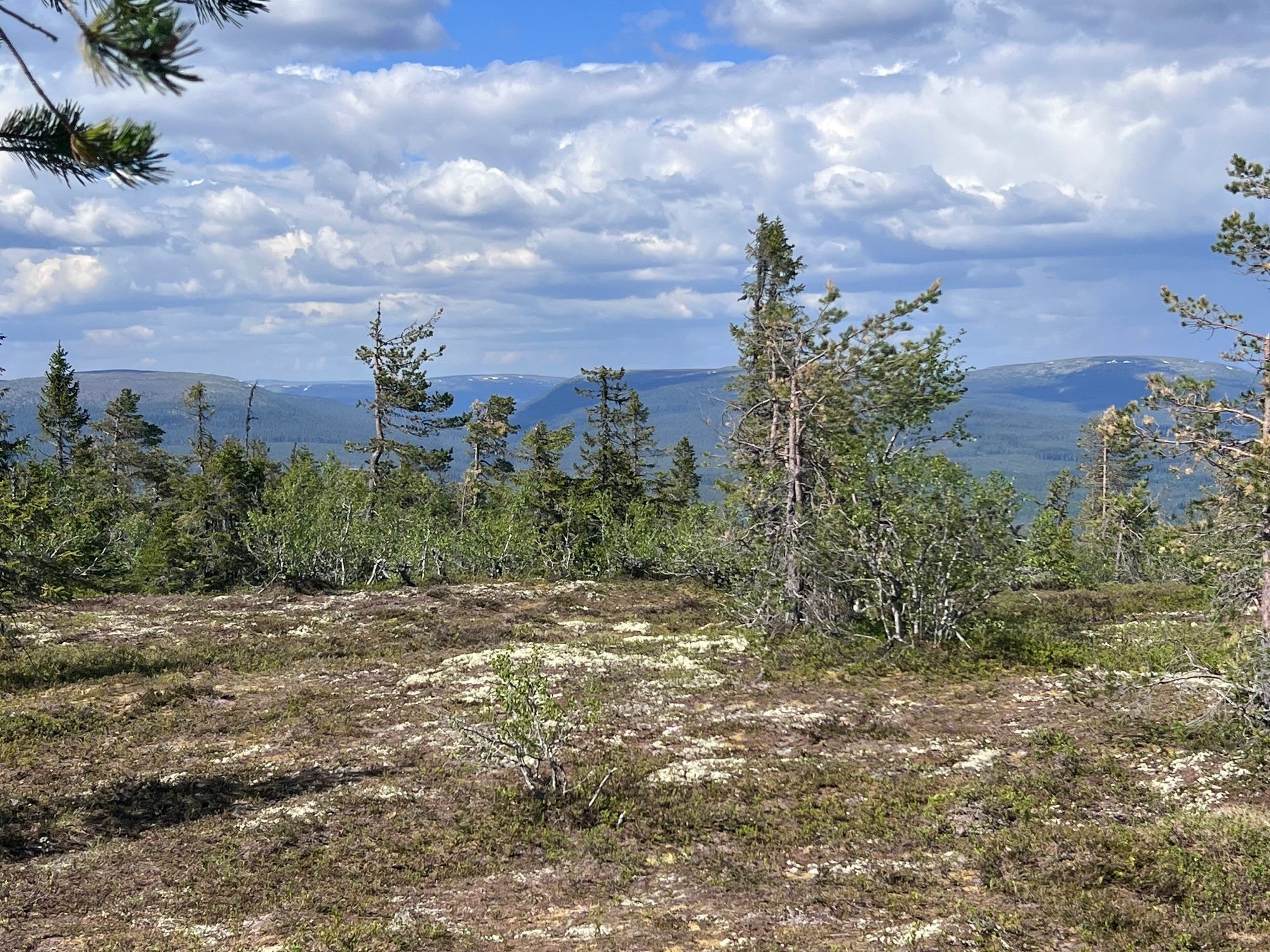 Sommarsemester i Sälenfjällen, vandra och cykla – bild 12 av 13