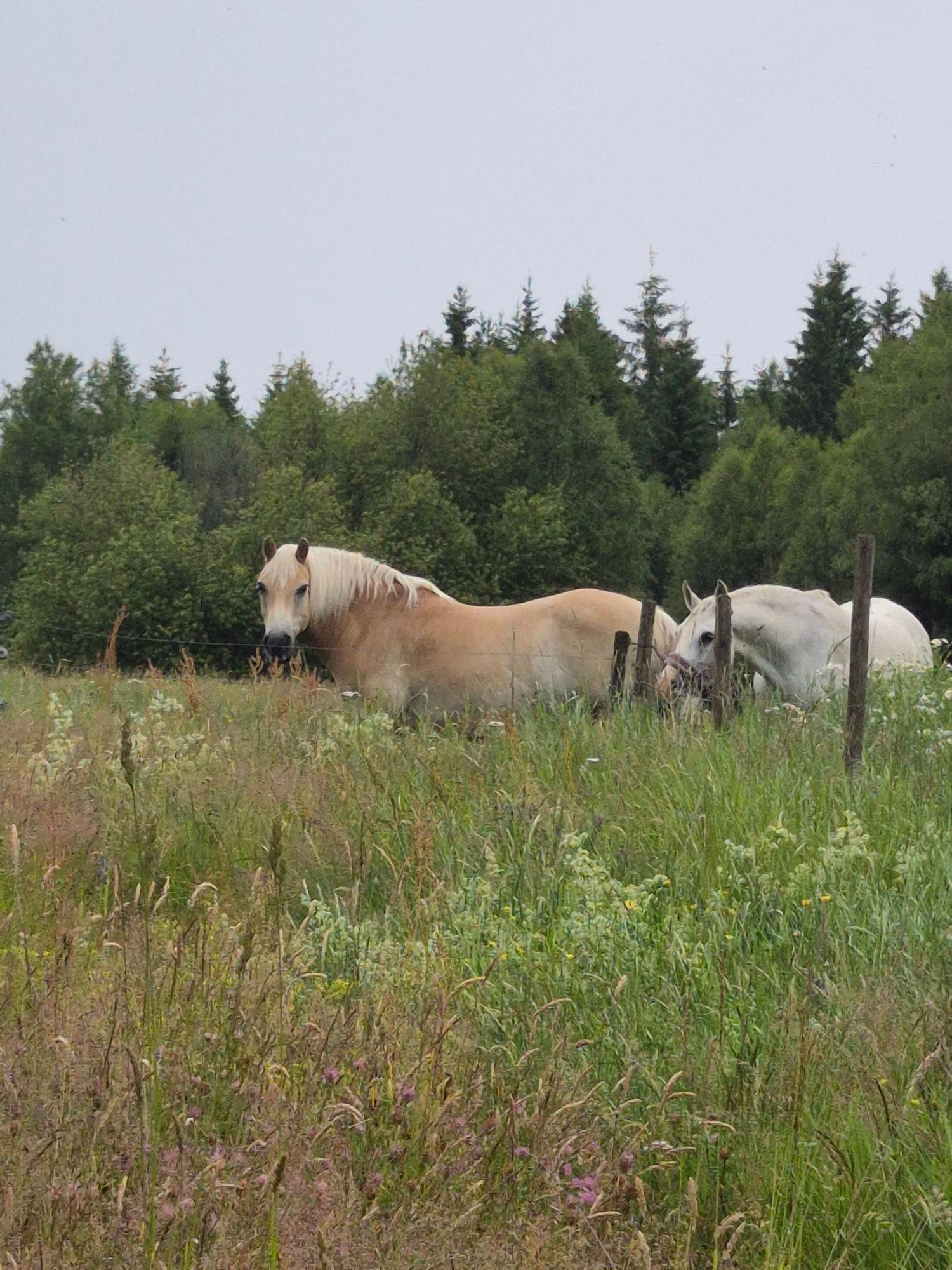 Kålgårdsstugan – bild 19 av 24