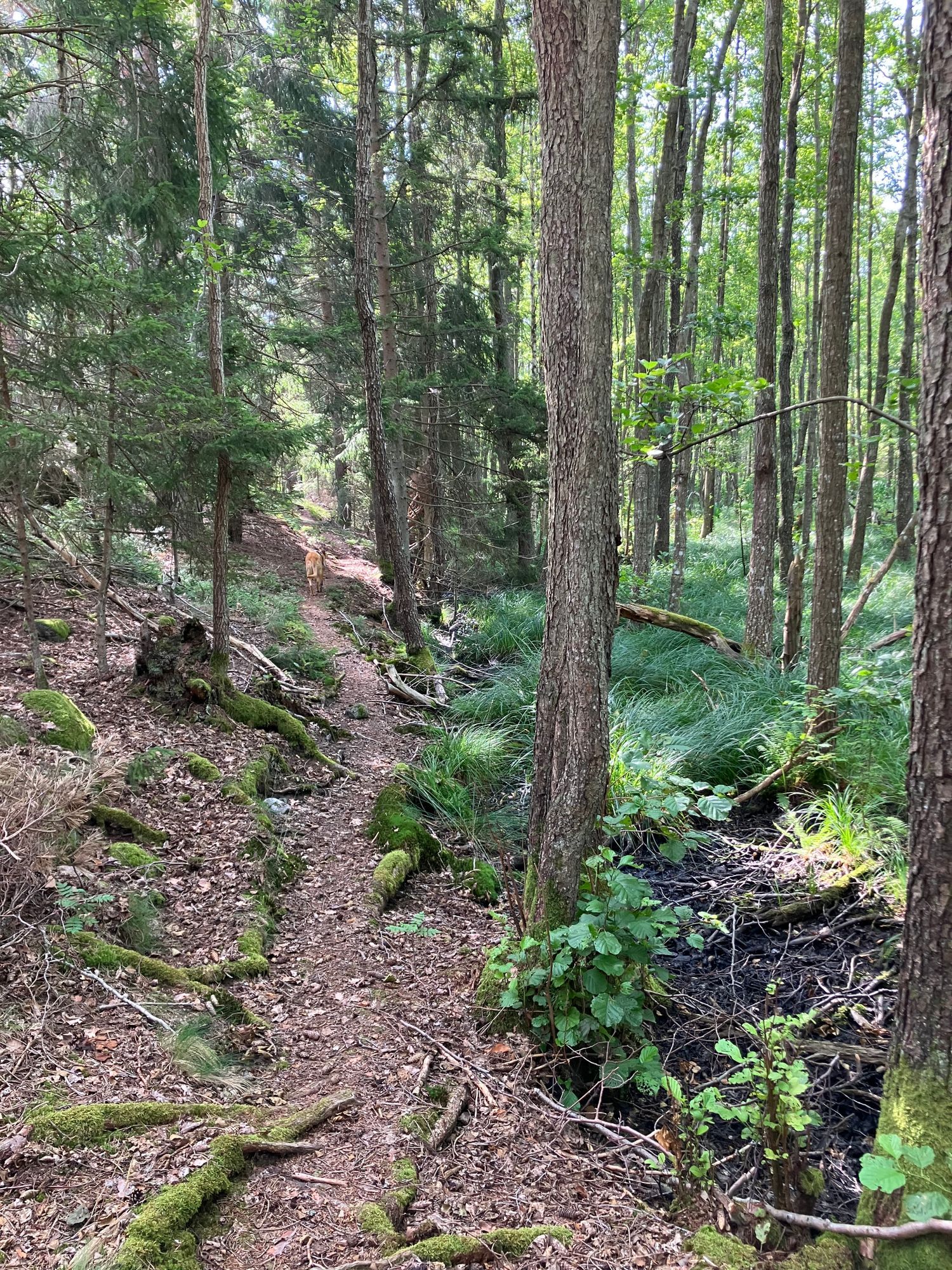 Stuga nära havet – bild 16 av 22