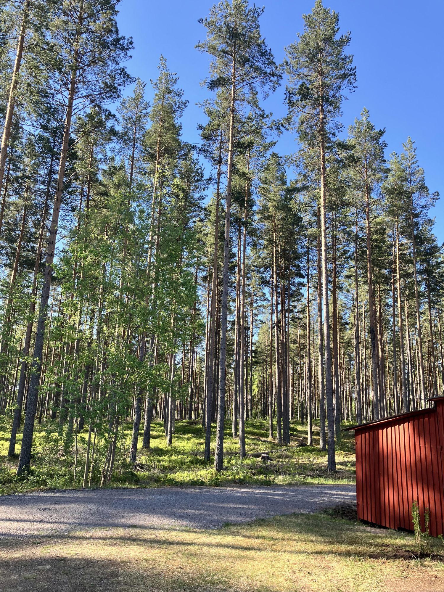Allergivänlig stuga i skogen med nära till allt – bild 2 av 21