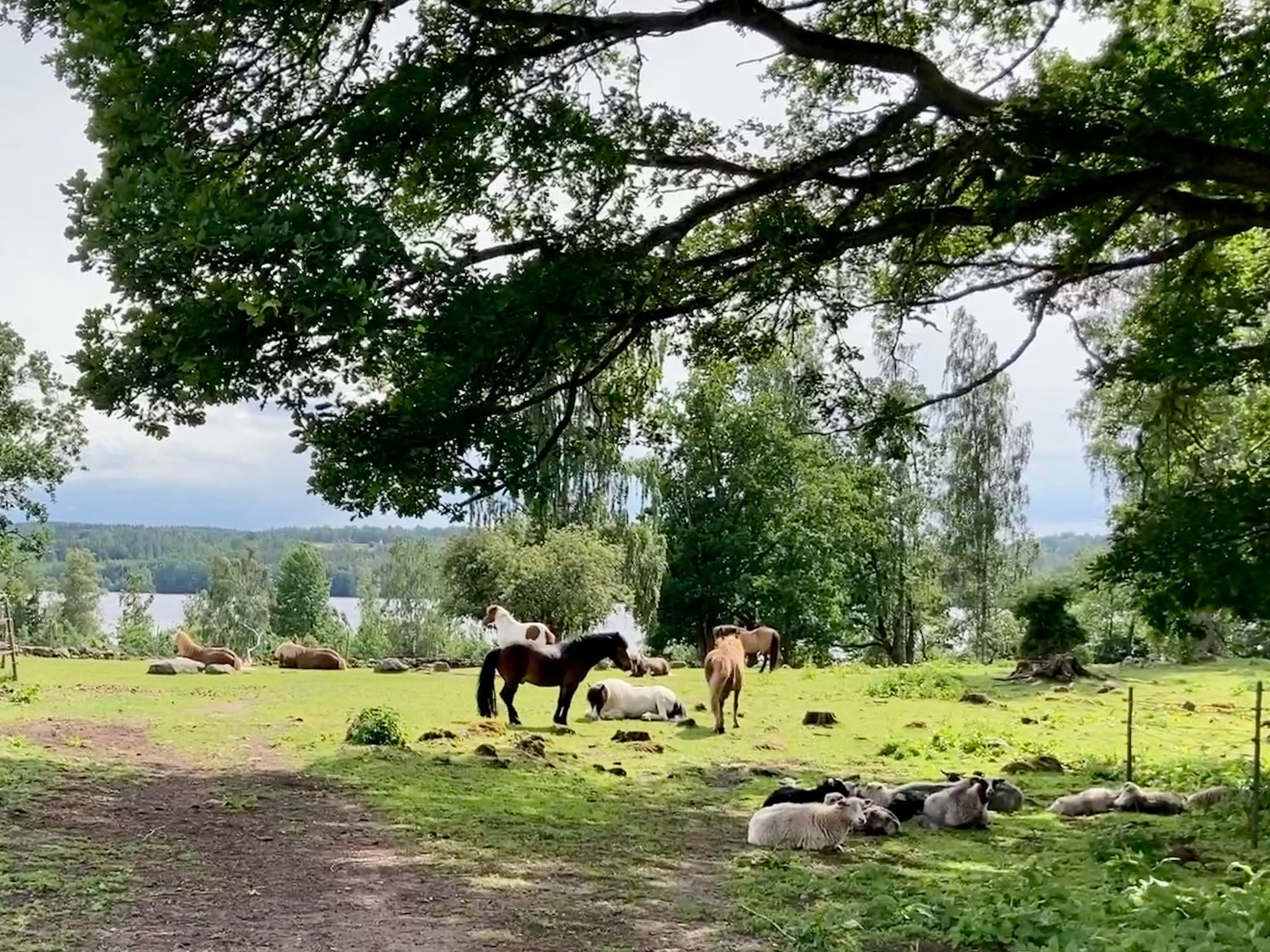 Småland - Lägenhet på hästgård vid sjön Solgen! – bild 9 av 9
