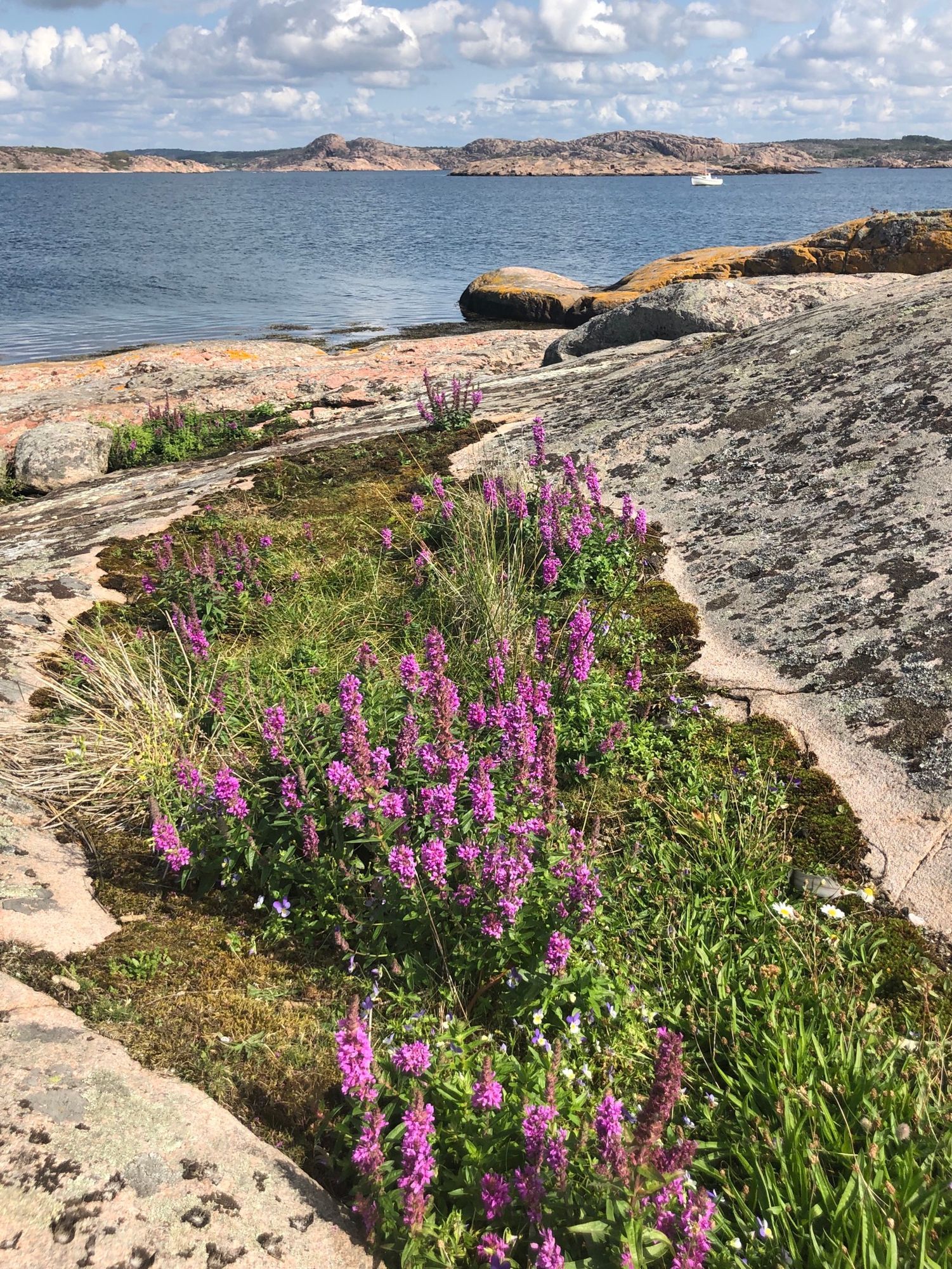 BOHUSLÄN Bra boende med hav, klippor och båtplats – bild 18 av 20