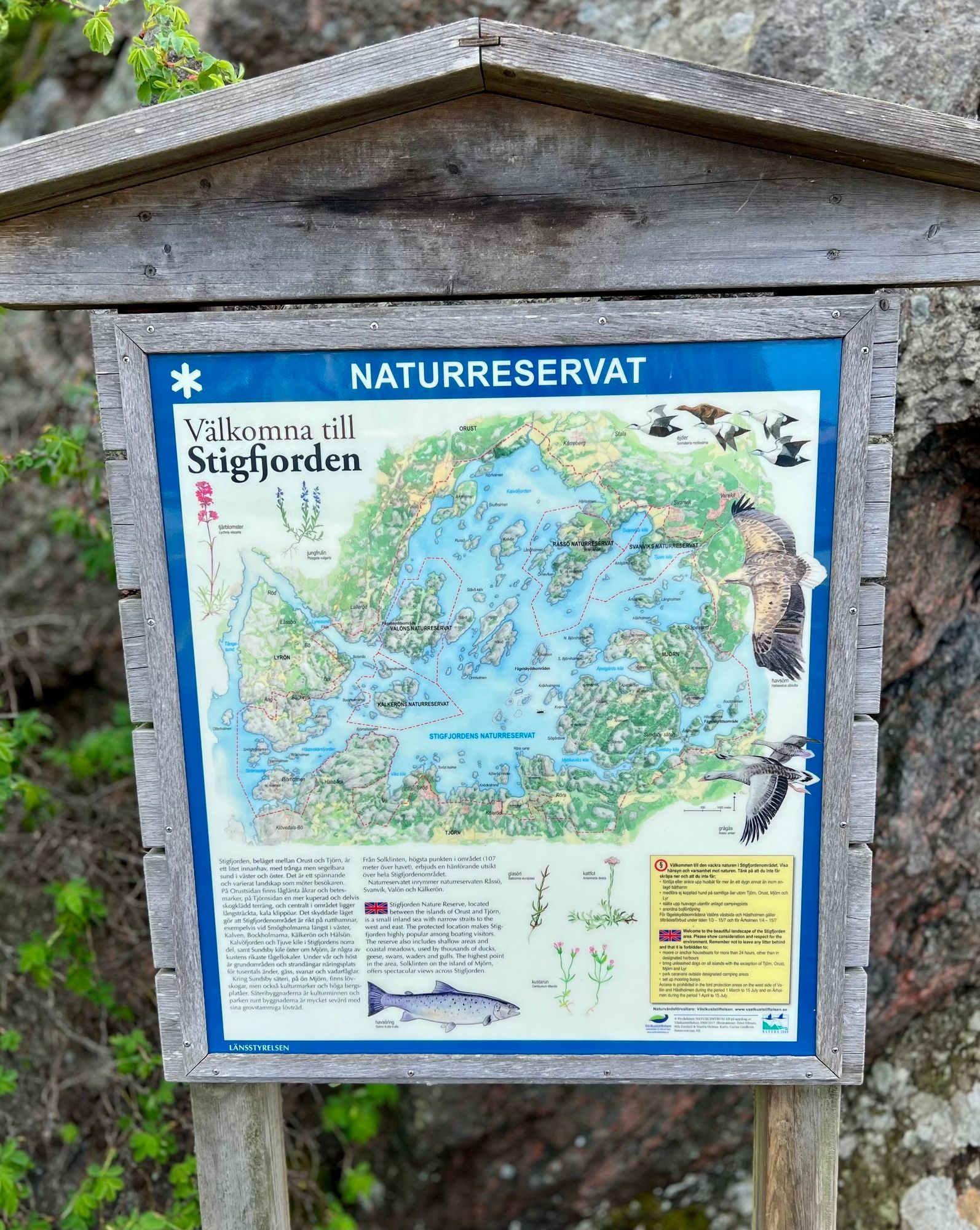 Skogsbrynet – bild 20 av 24