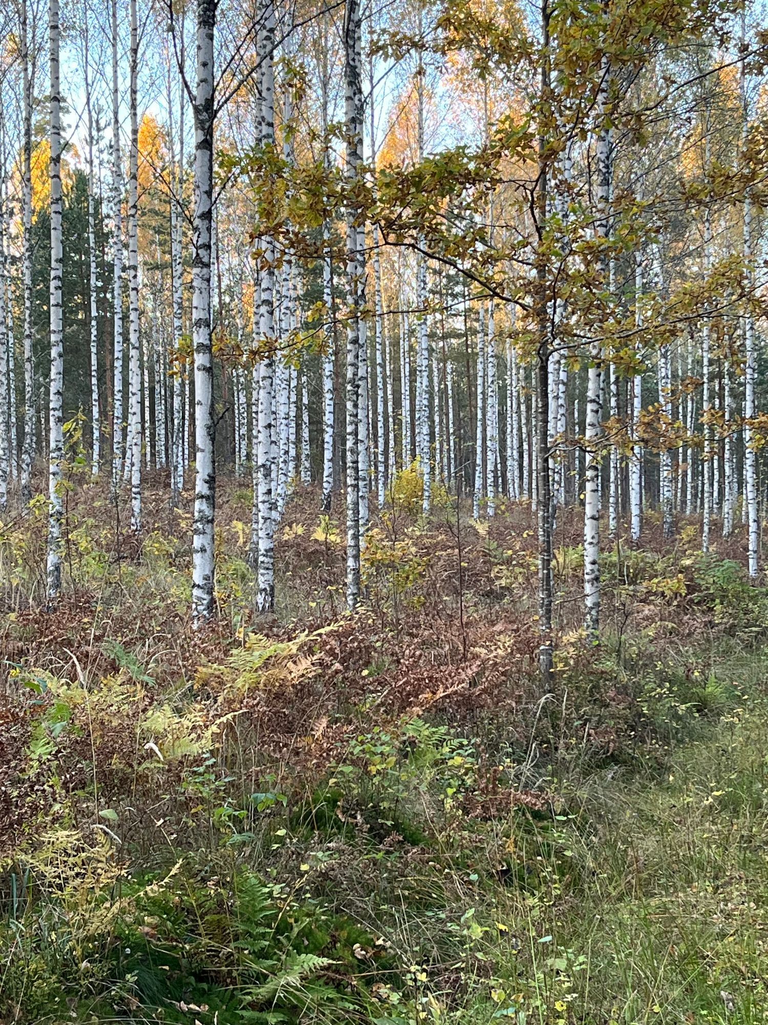 Ett torp i Sörmland med karaktär – bild 24 av 24