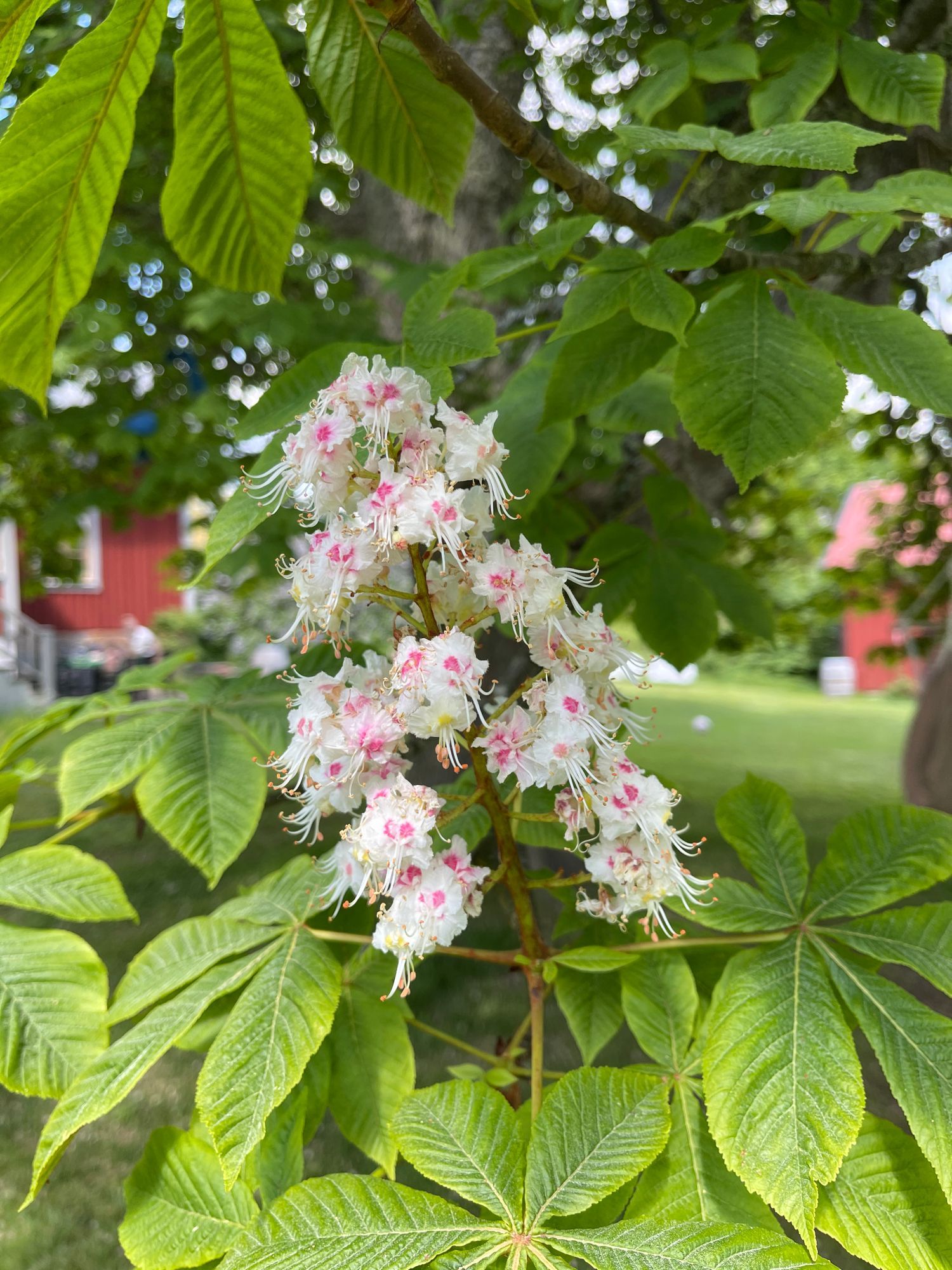 Fantastiskt hus i St Annas Skärgård /Vikbolandet. – bild 6 av 24