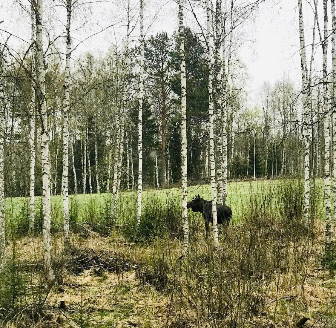 Villa renoverad 2021 40 min från Romme Alpin – bild 8 av 22