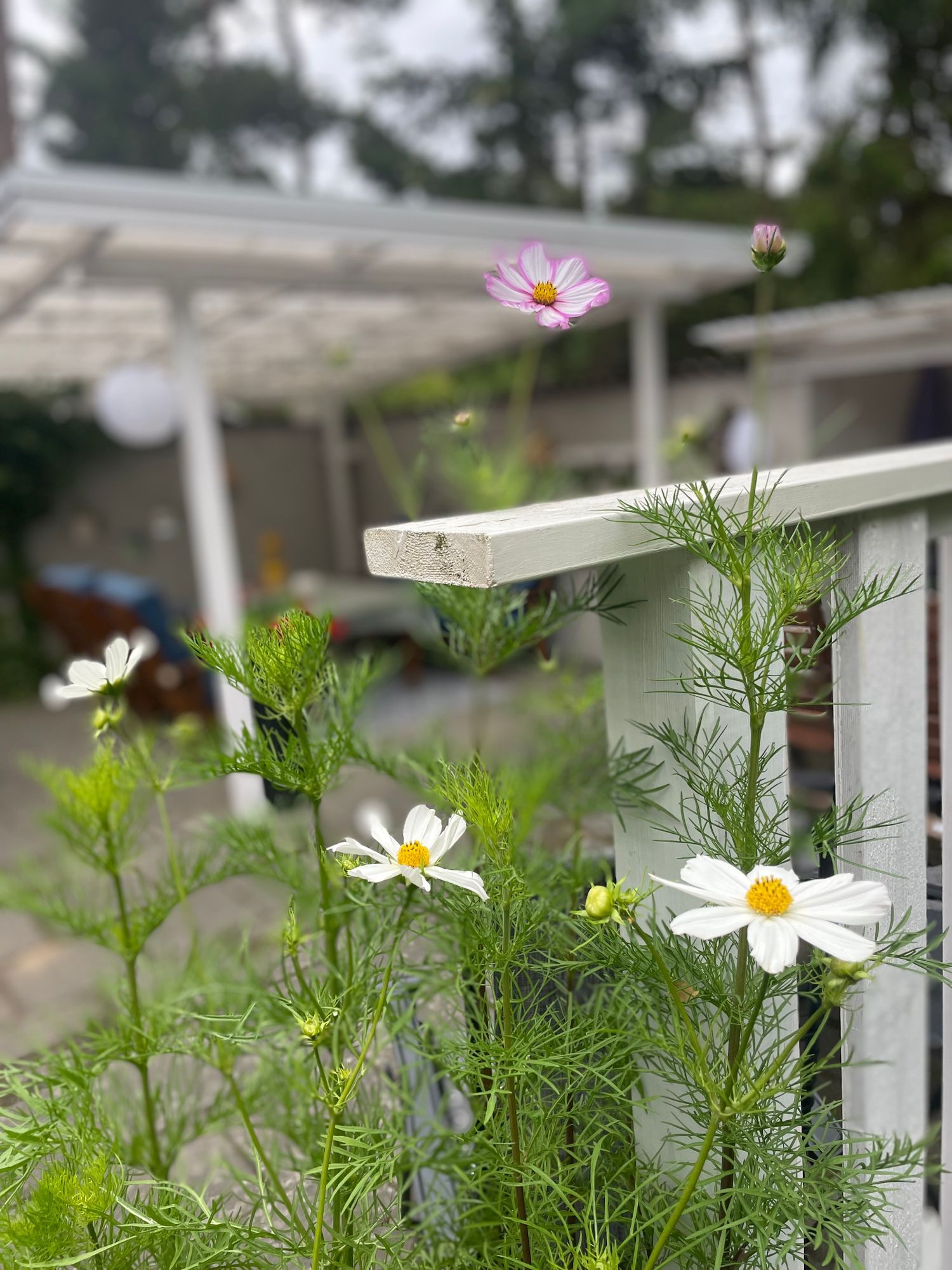 Drömboende i Åhus – nära hav, pool och sommarens b – bild 6 av 21