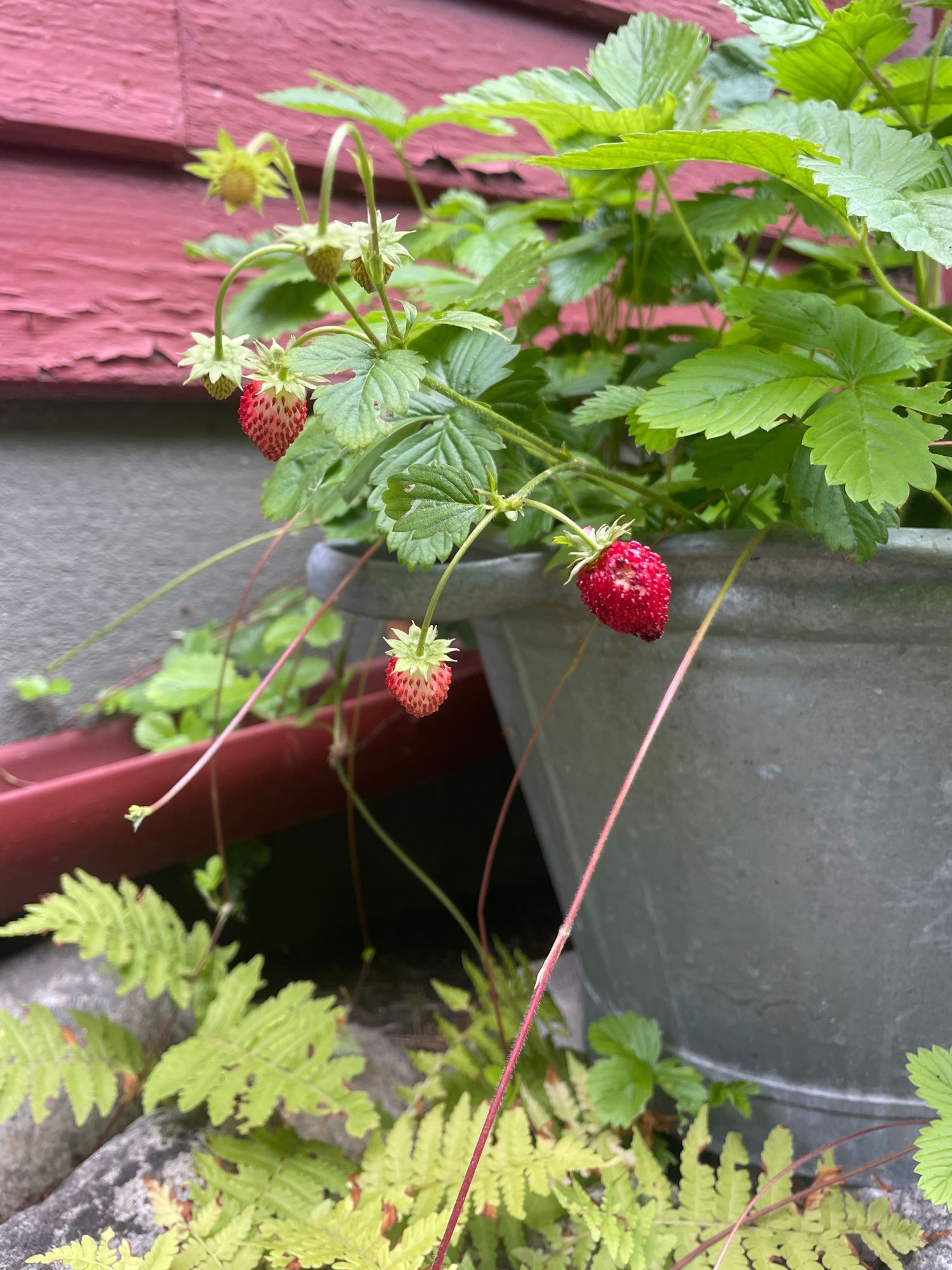 Drömboende i Åhus – nära hav, pool och sommarens b – bild 4 av 21