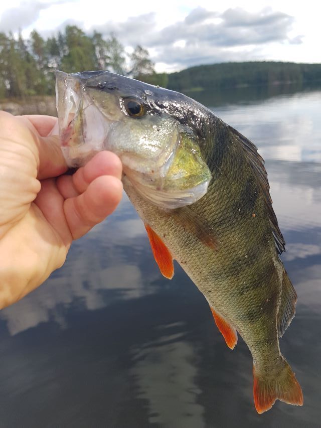 Hus vid Värmelns strand i Värmskog-Värmland – bild 6 av 24