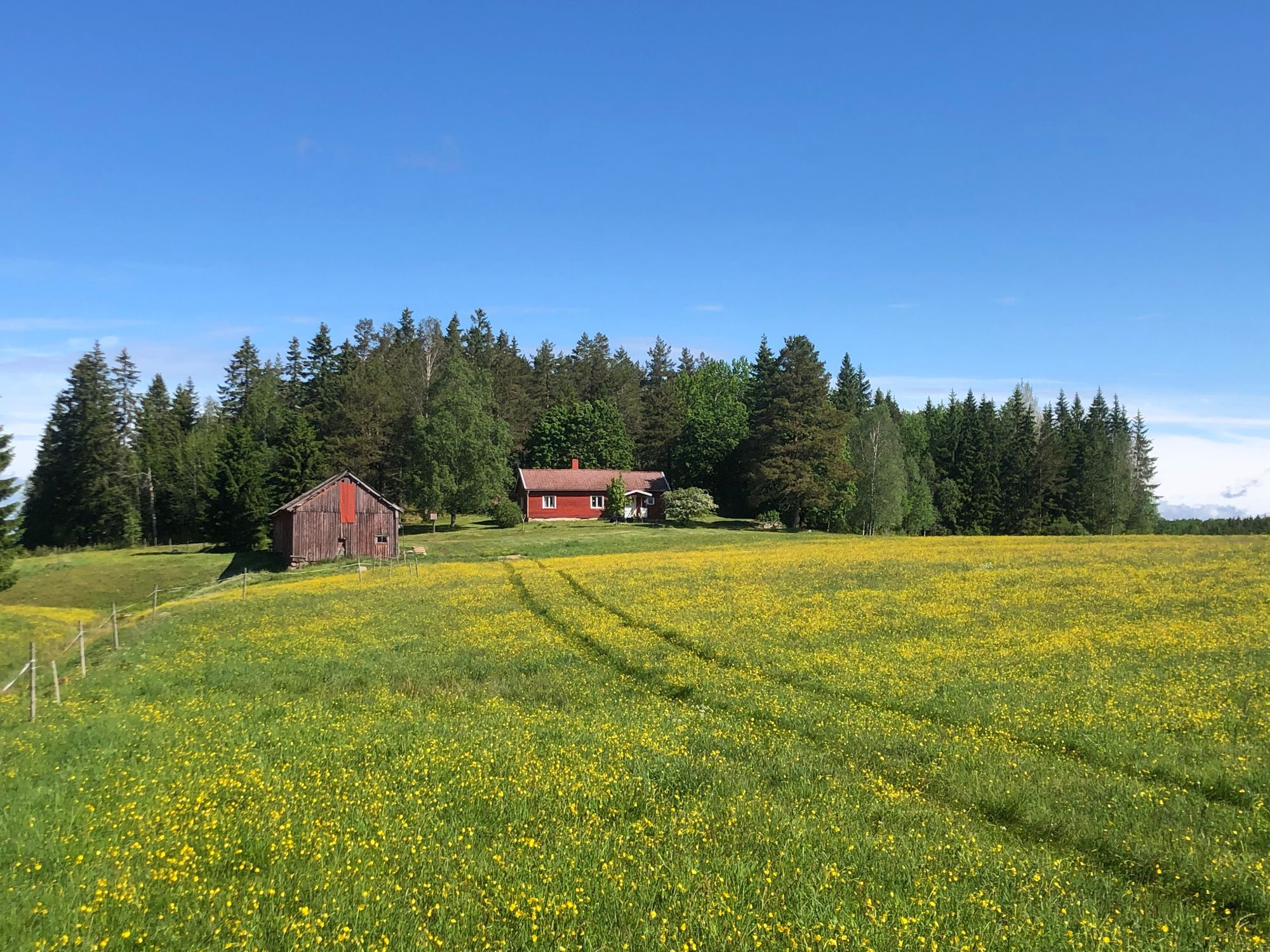 Mysig stuga i skogskanten
