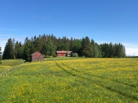 Mysig stuga i skogskanten