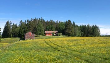 Mysig stuga i skogskanten