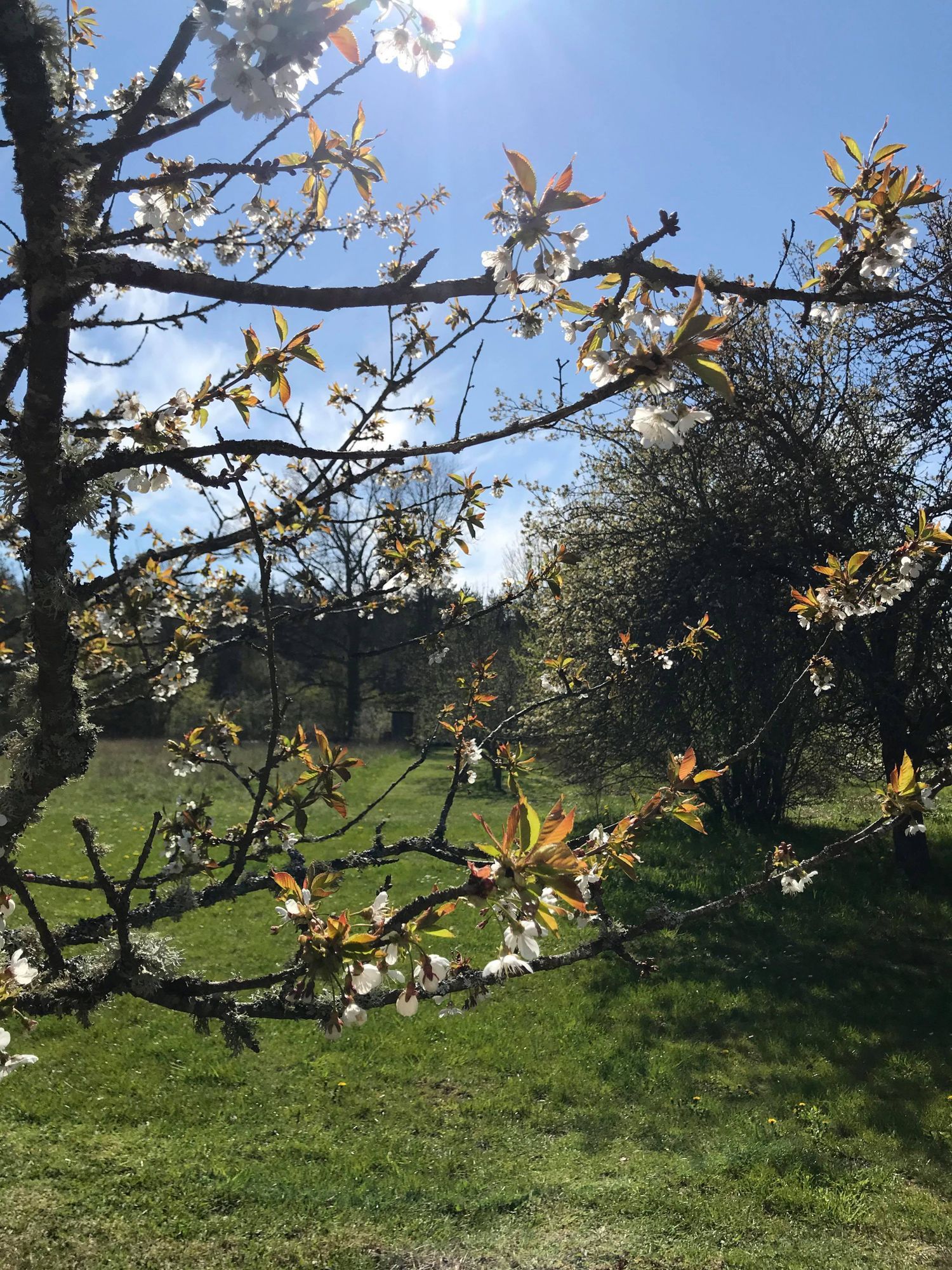 Mysigt semesterboende i Dalhem - Gotland – bild 16 av 19