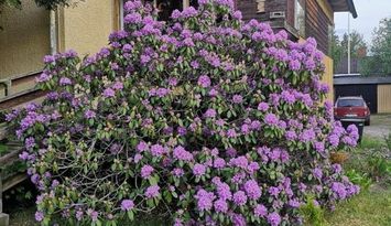 Välkommen till ditt småländska smultronställe !