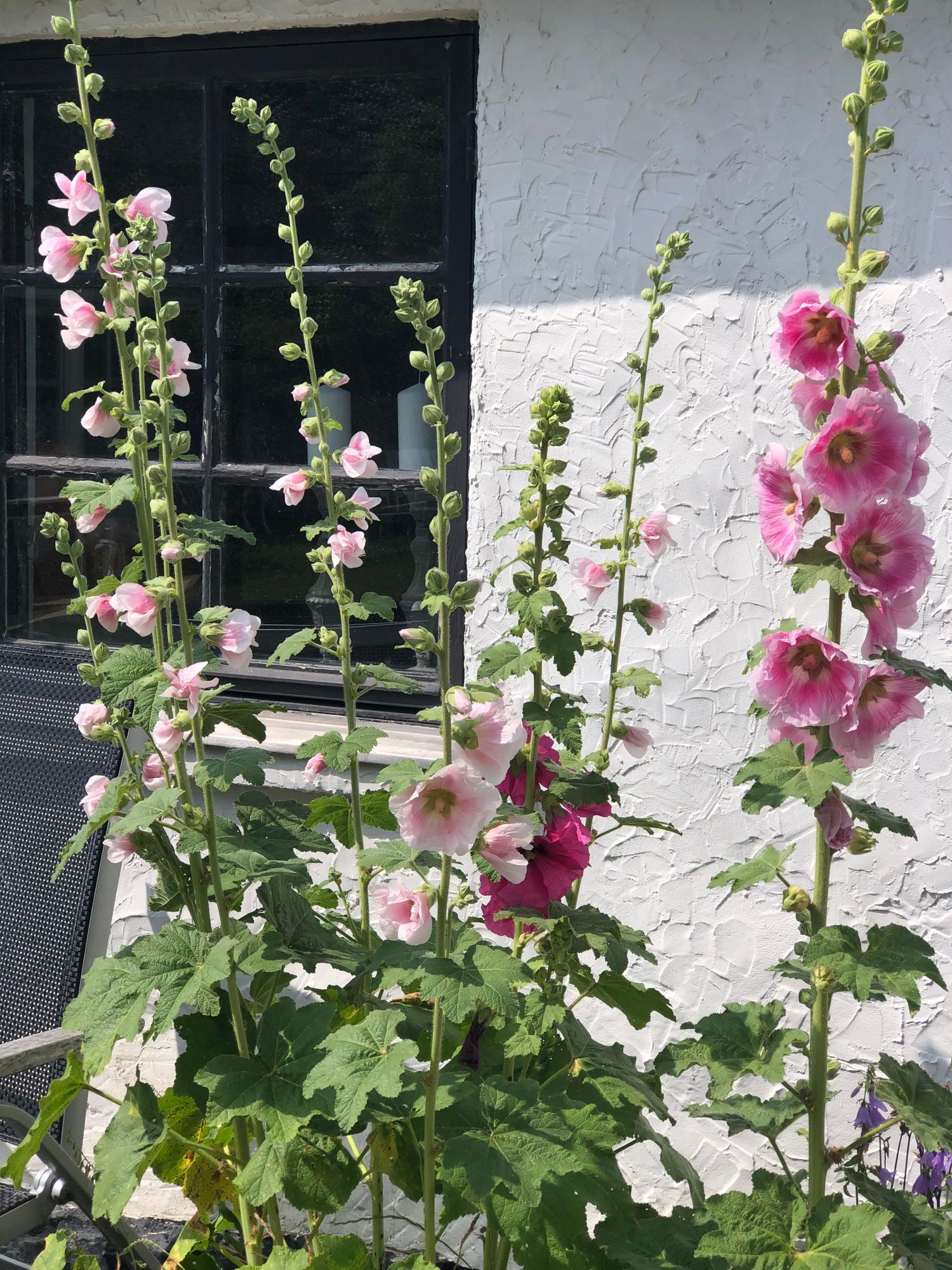 Skånelänga Ystad / Österlen – bild 17 av 24
