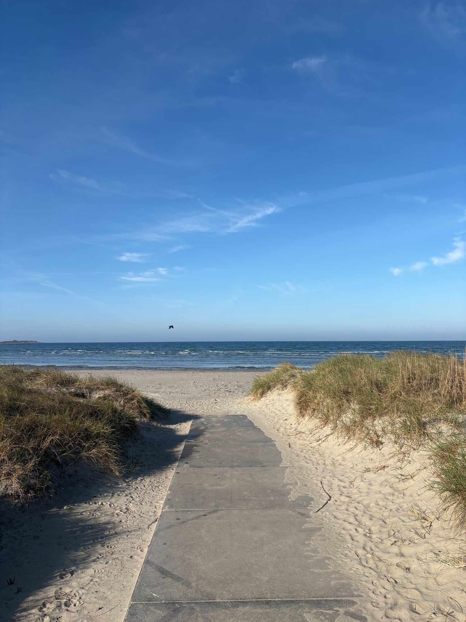 Sommaroas nära havet