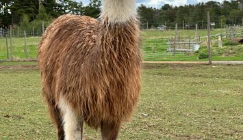 Bo på en gård med Djur