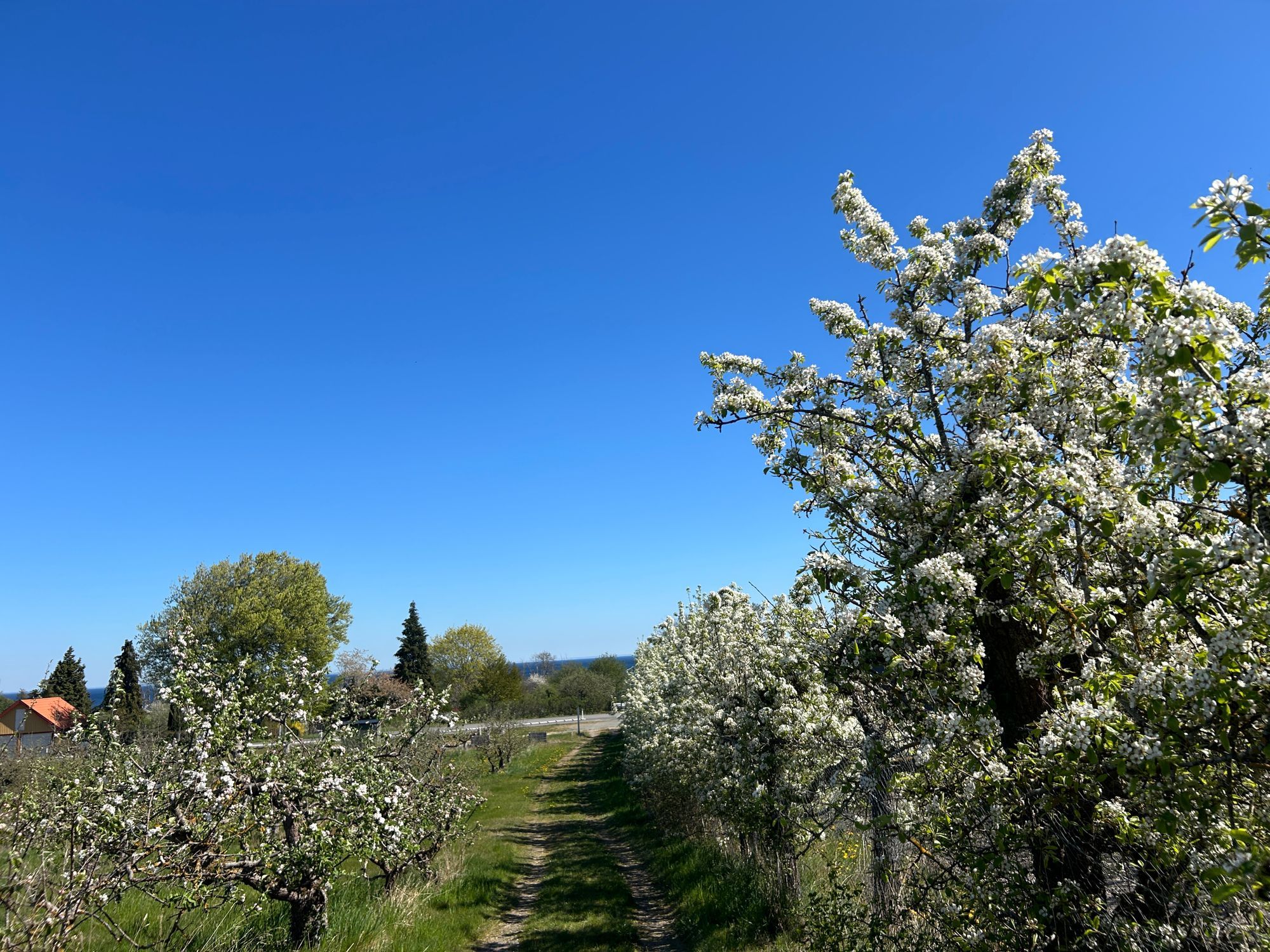 Äppelgårdsvilla på Kivik—Panoramautsikt över havet – bild 23 av 24