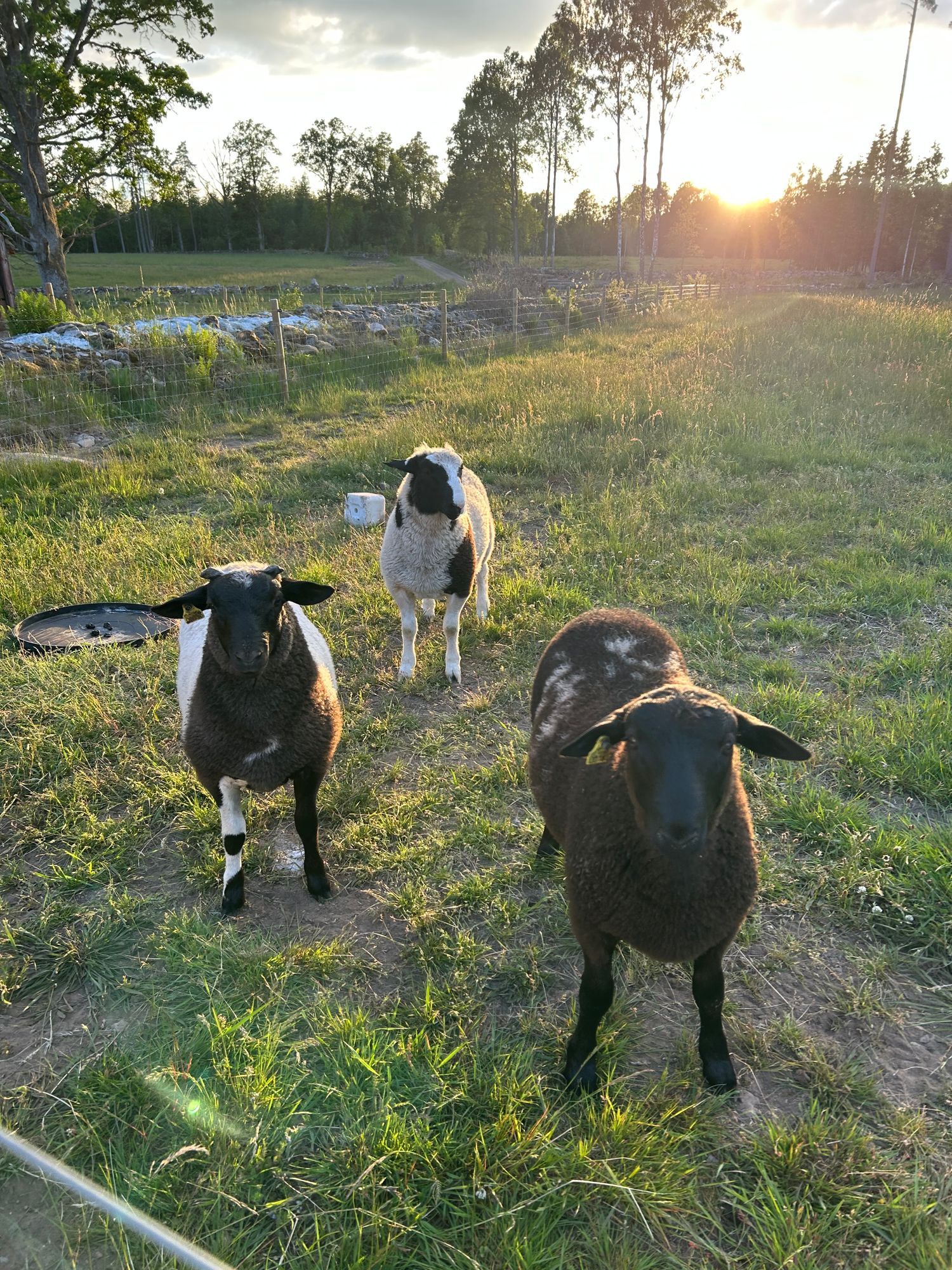 Liten gård – bild 7 av 18