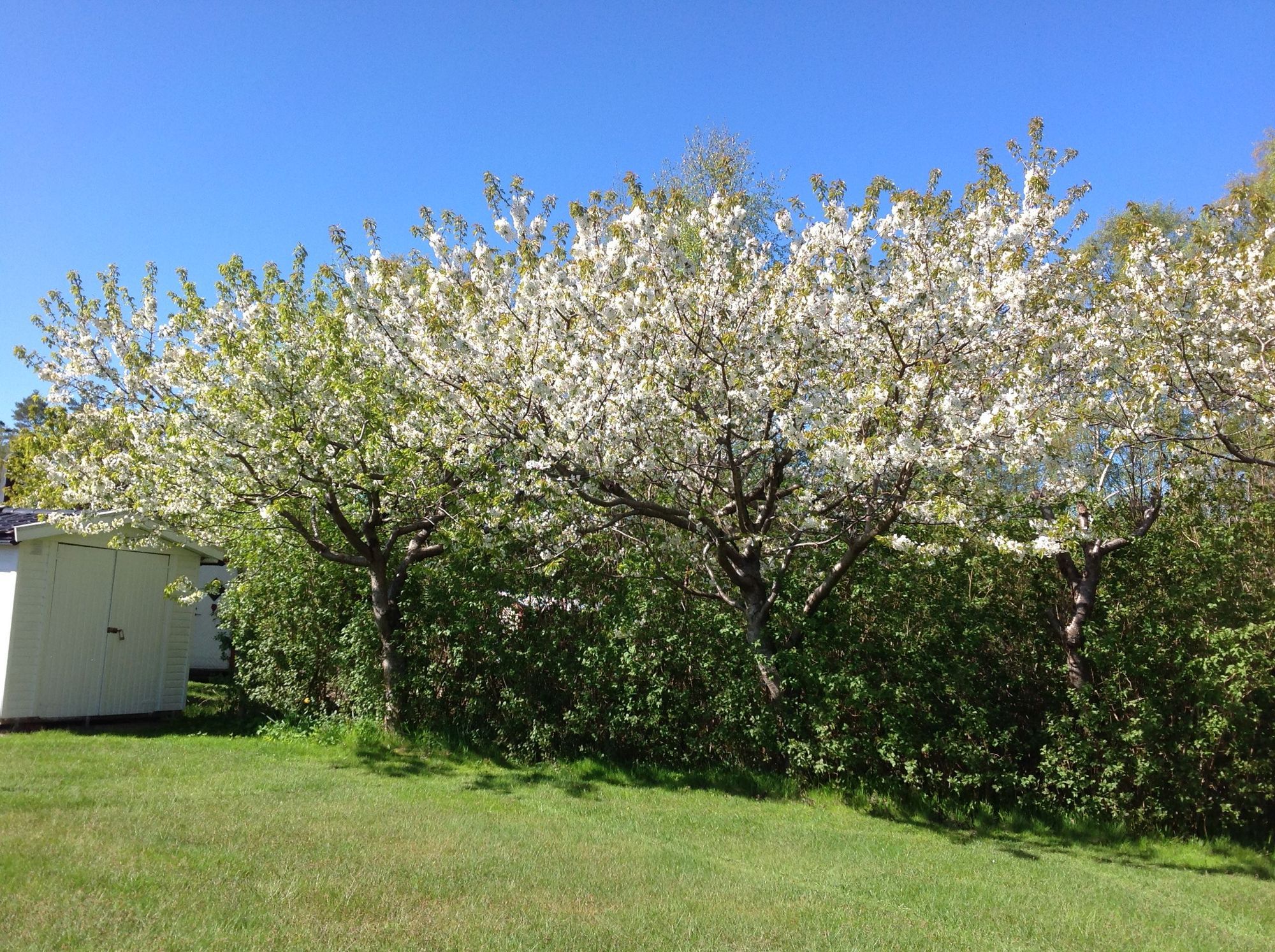 Trevlig sommarstuga i Mellbystrand – bild 5 av 10