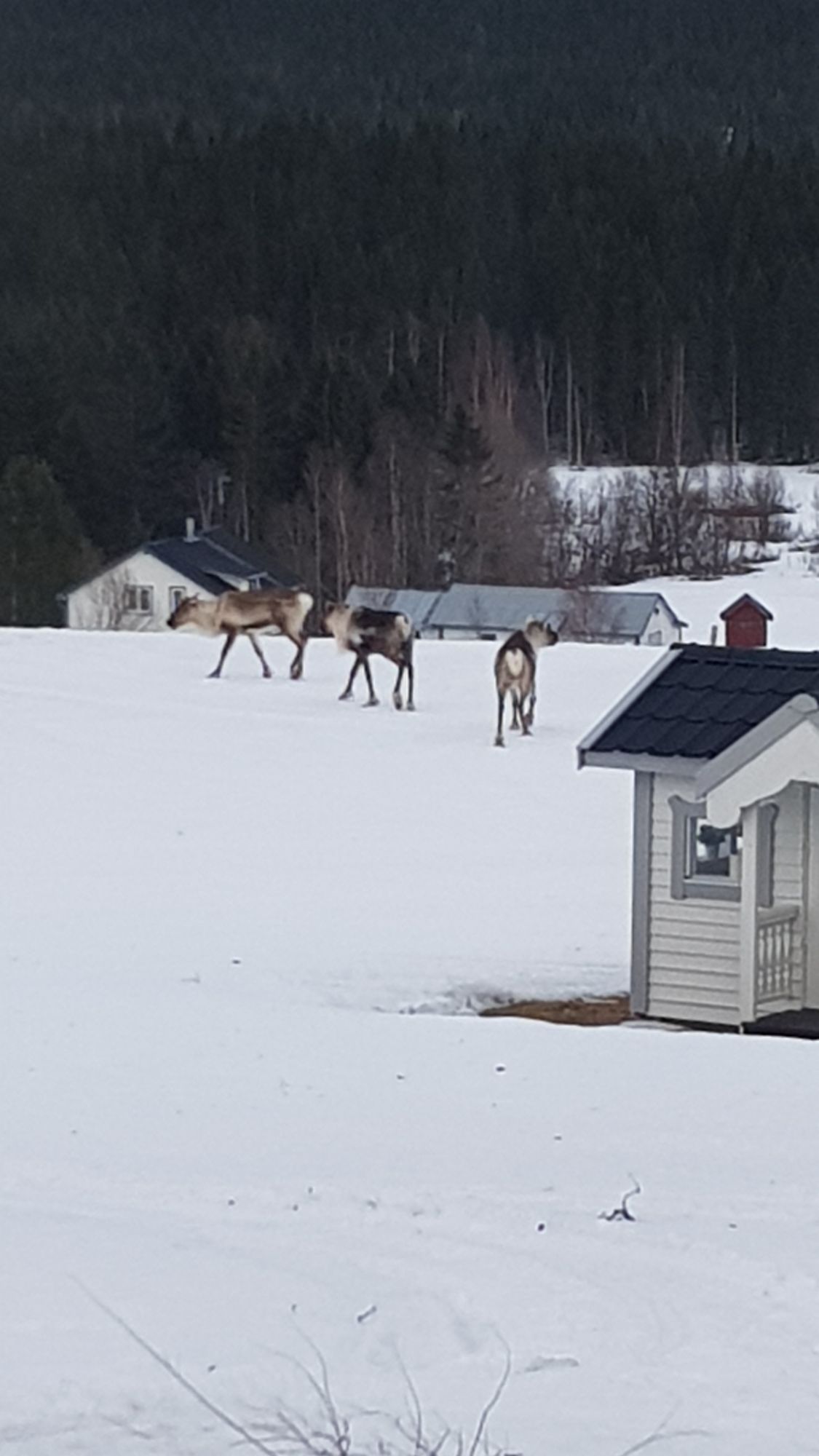 Fin Stuga  Laxsjö/Hotagsströmmen – bild 14 av 24