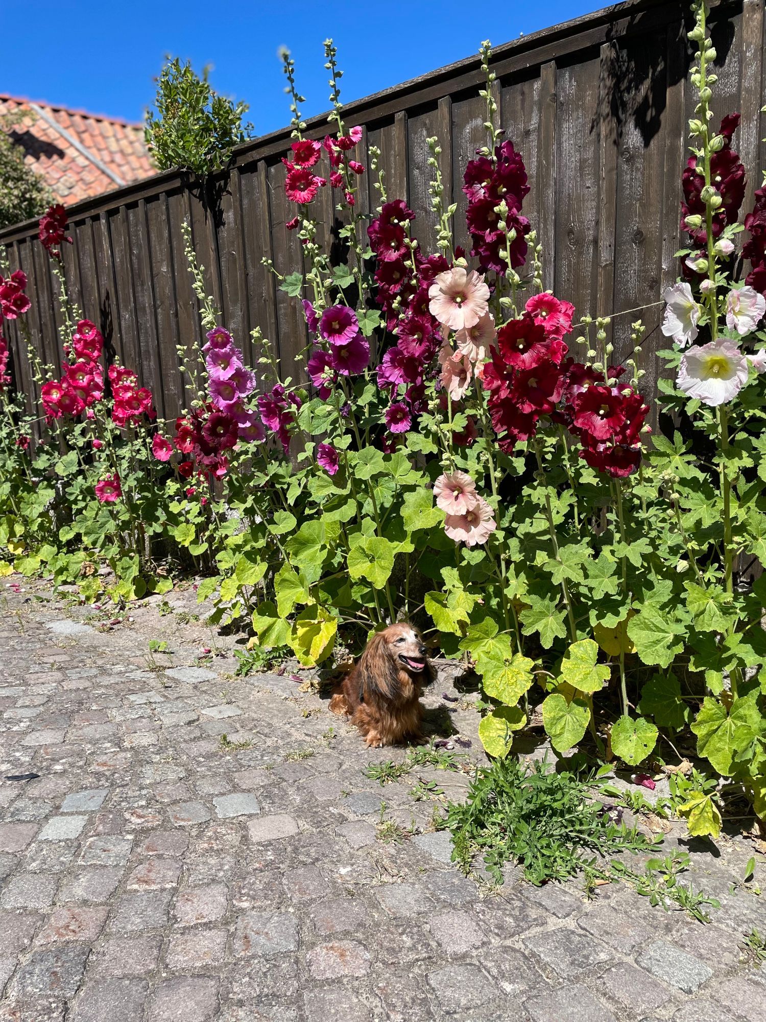 Trevlig lägenhet innanför ringmuren i Visby – bild 2 av 13